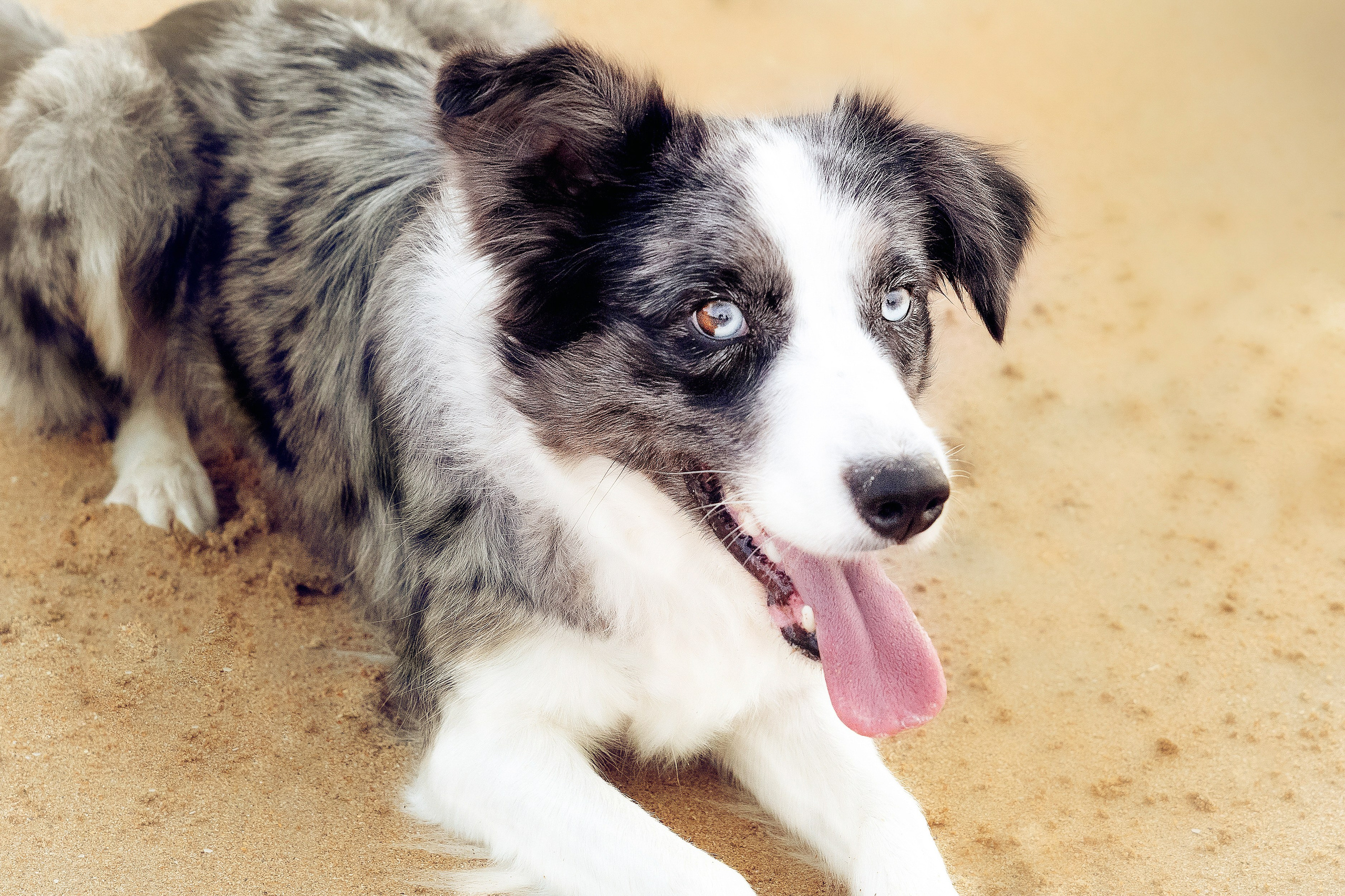 Sesiones fotográficas a mascotas. RabelByCris Fotógrafa en Coruña de Eventos, sesiones, mascotas