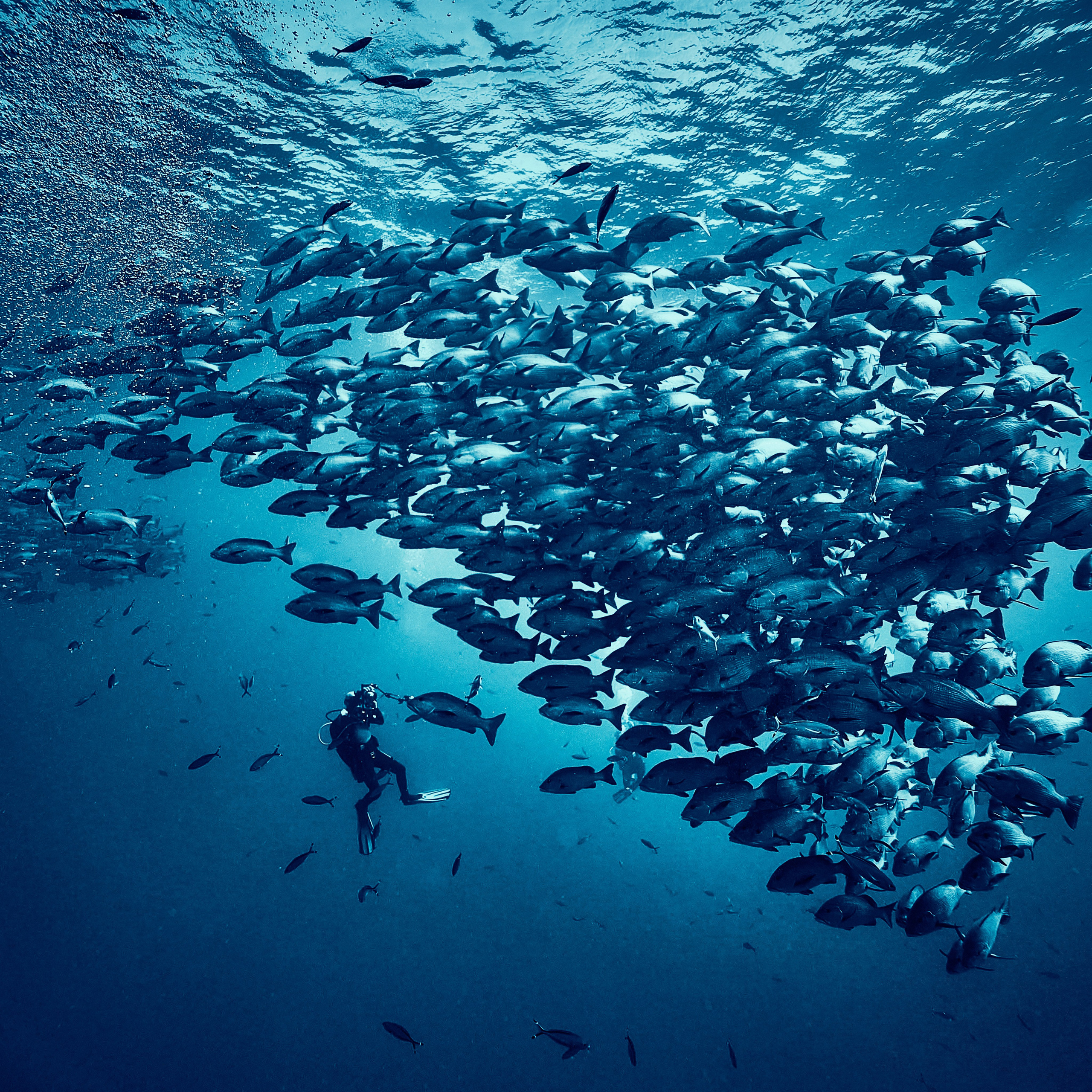 Fotograf podwodny Andriej Szypiłow - Fauna i flora Czerwonego i Adriatyckiego Mórz. Andriej Szypilow - Fotografia & Wideografia