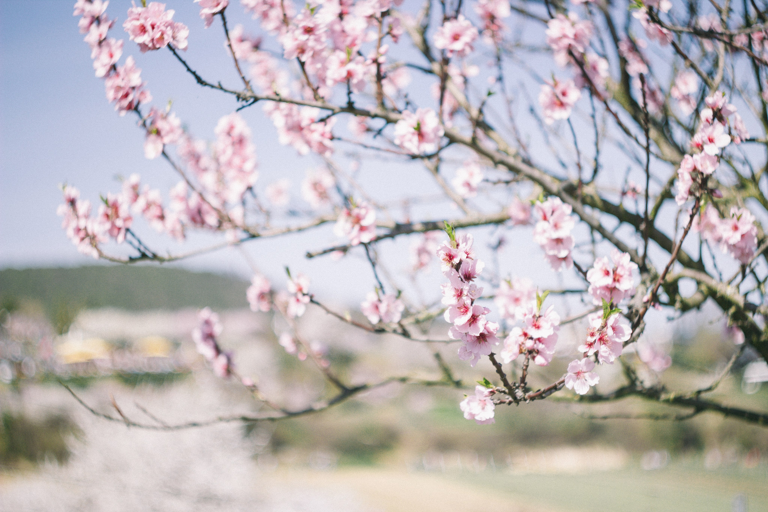 Цветущий миндаль в Пфальце. Фотограф в Германии — Мария Чистякова