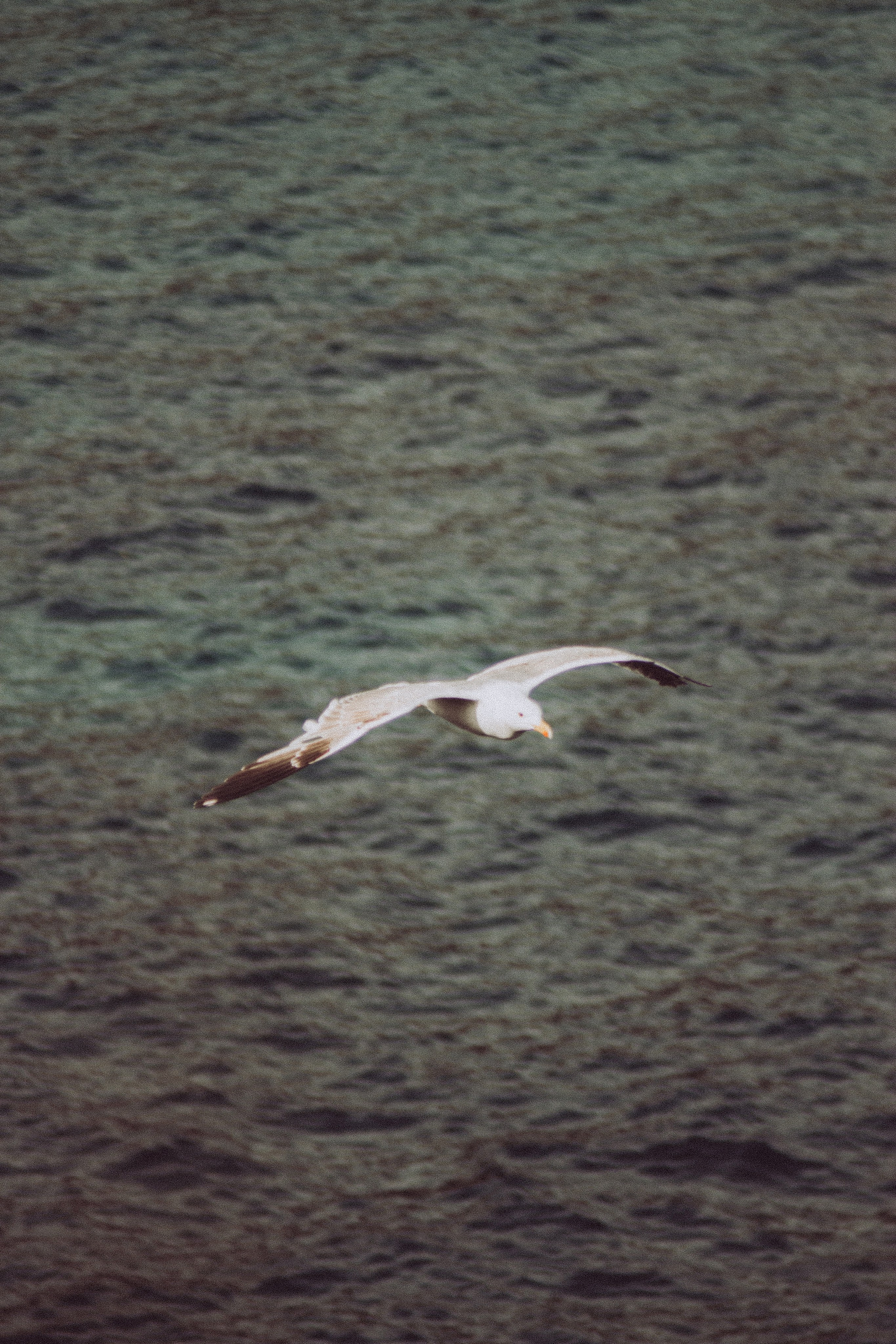 Anse Magaud, Cap Brun, Toulon. Photographe à la Seyne sur Mer, Var