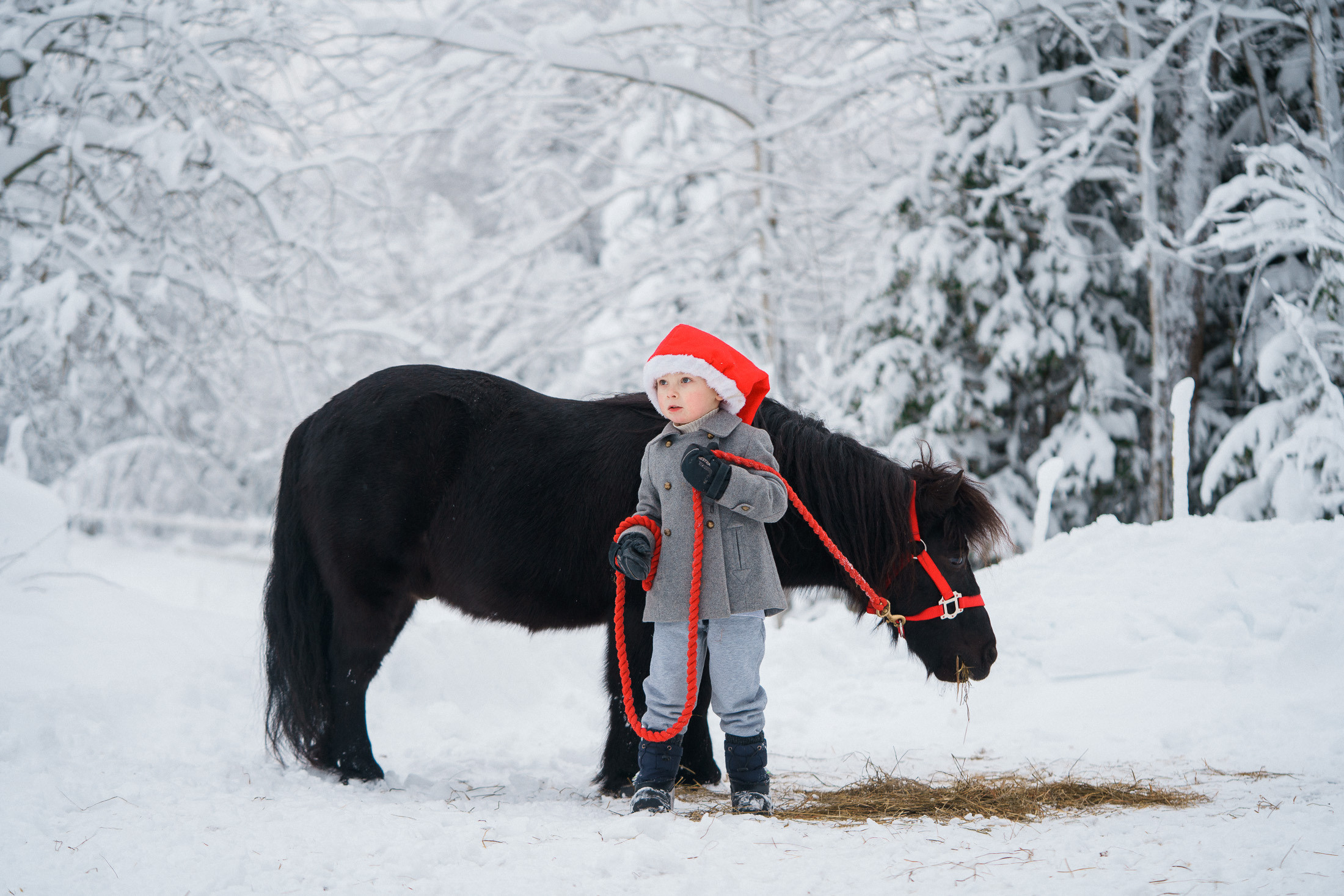 Joulukorttikuvaus asiakkaan hevostilalla