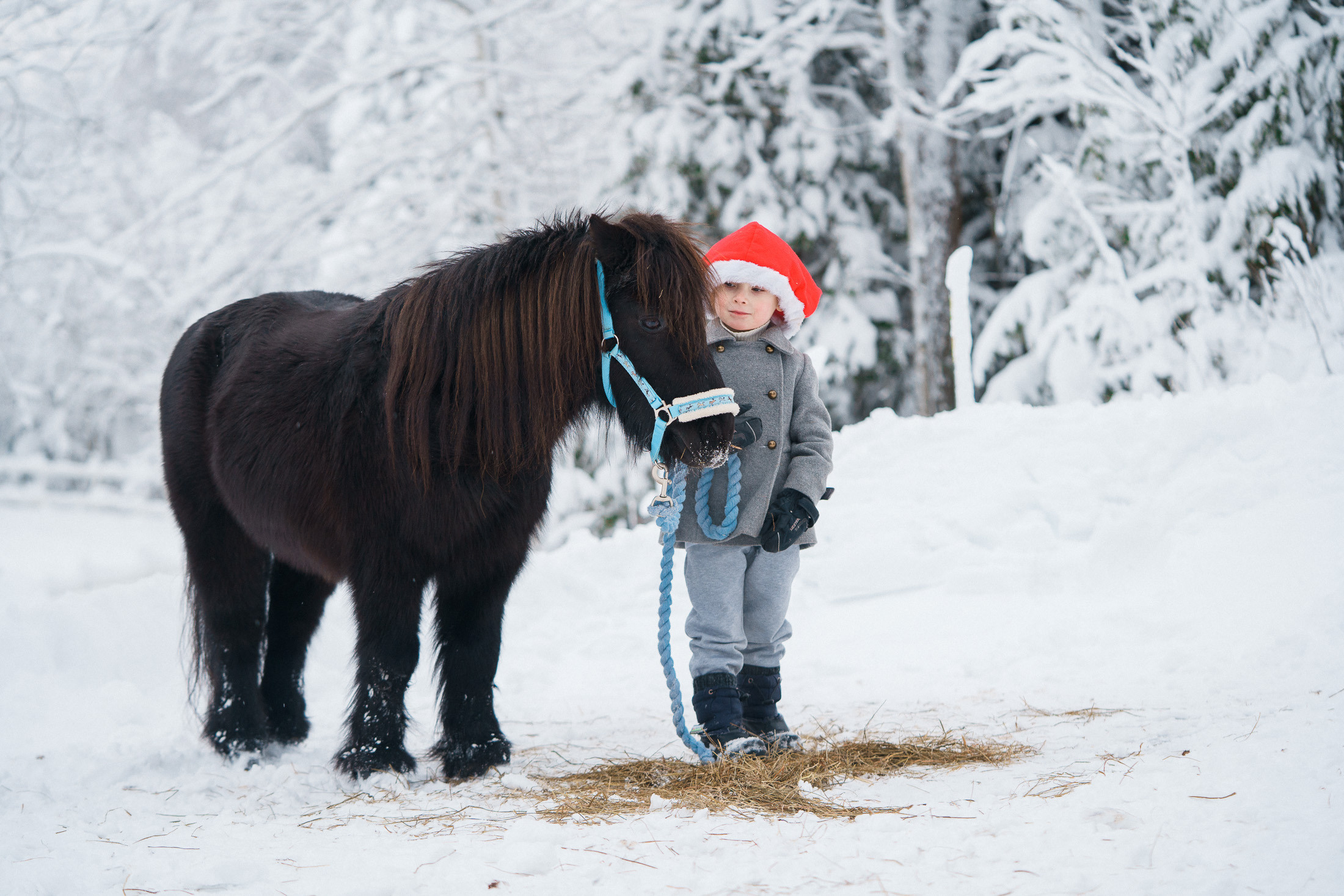 Joulukorttikuvaus asiakkaan hevostilalla