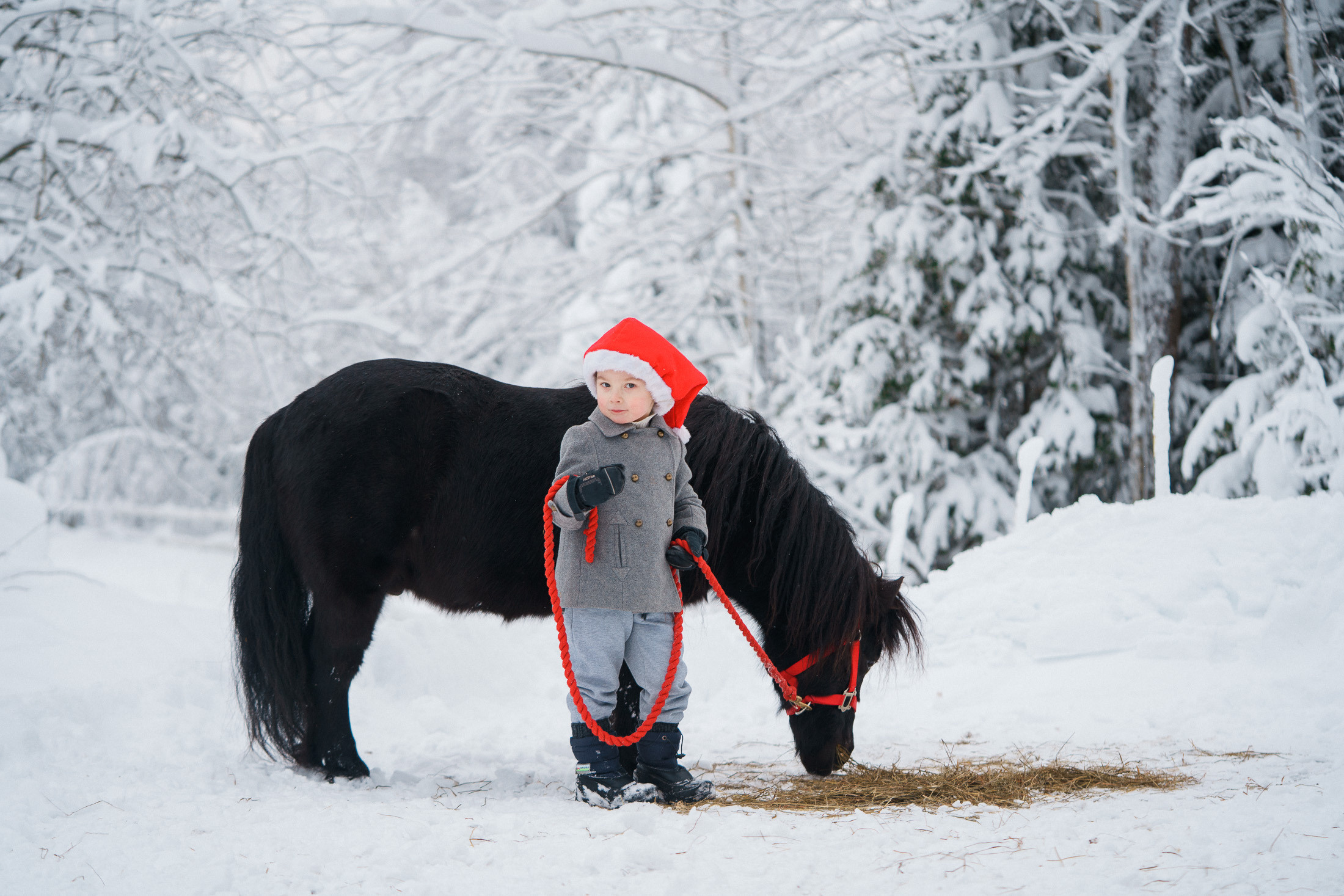Joulukorttikuvaus asiakkaan hevostilalla