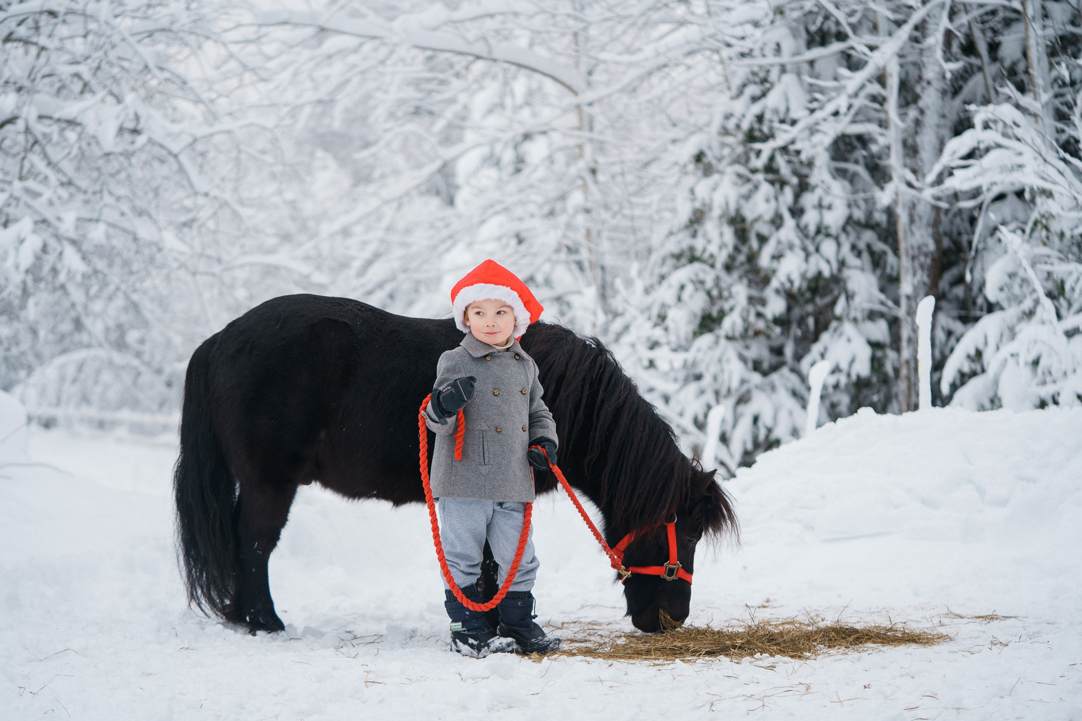Joulukorttikuvaus asiakkaan hevostilalla