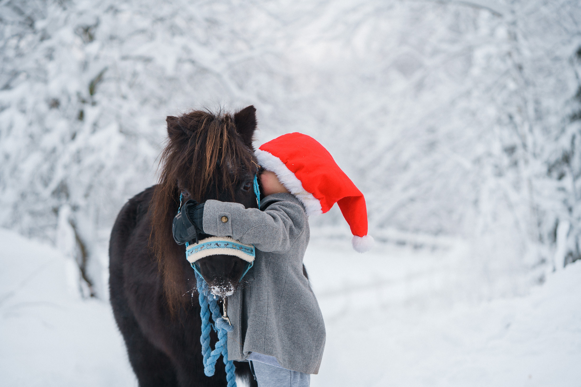 Joulukorttikuvaus asiakkaan hevostilalla