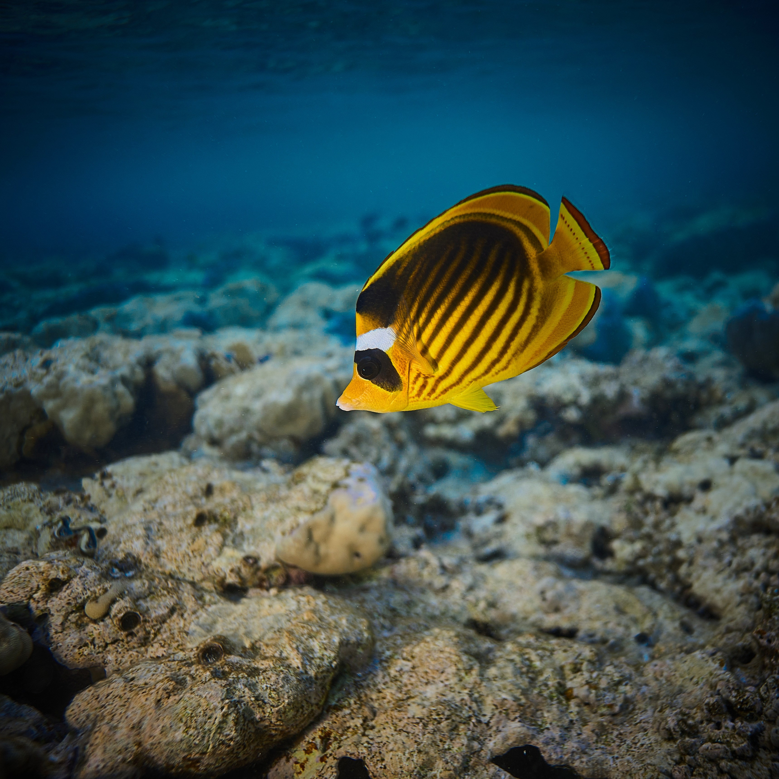 Fotograf podwodny Andriej Szypiłow - Fauna i flora Czerwonego i Adriatyckiego Mórz. Andriej Szypilow - Fotografia & Wideografia