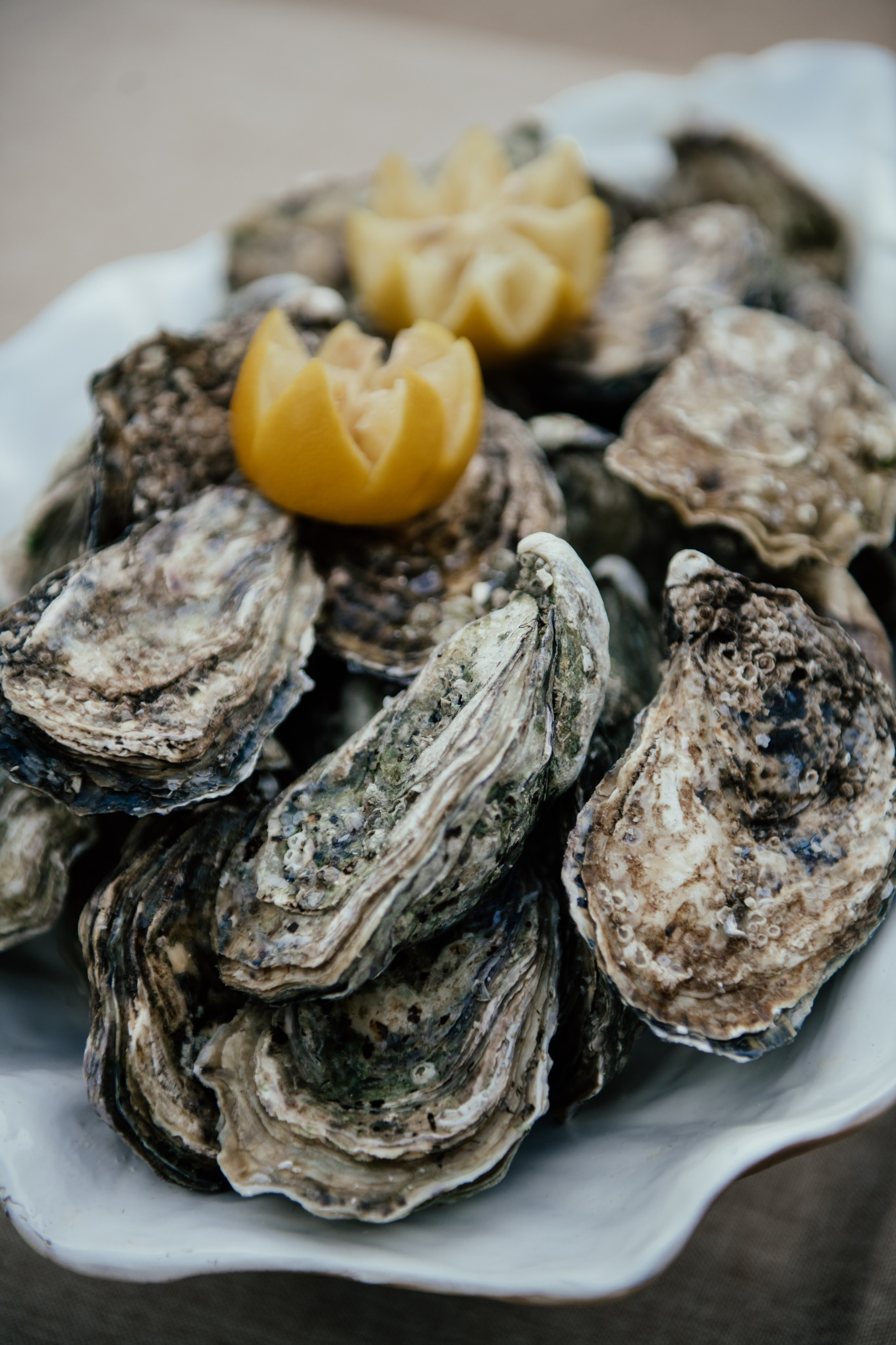 Alicia & Marc (Finca Marques de Montemolar)