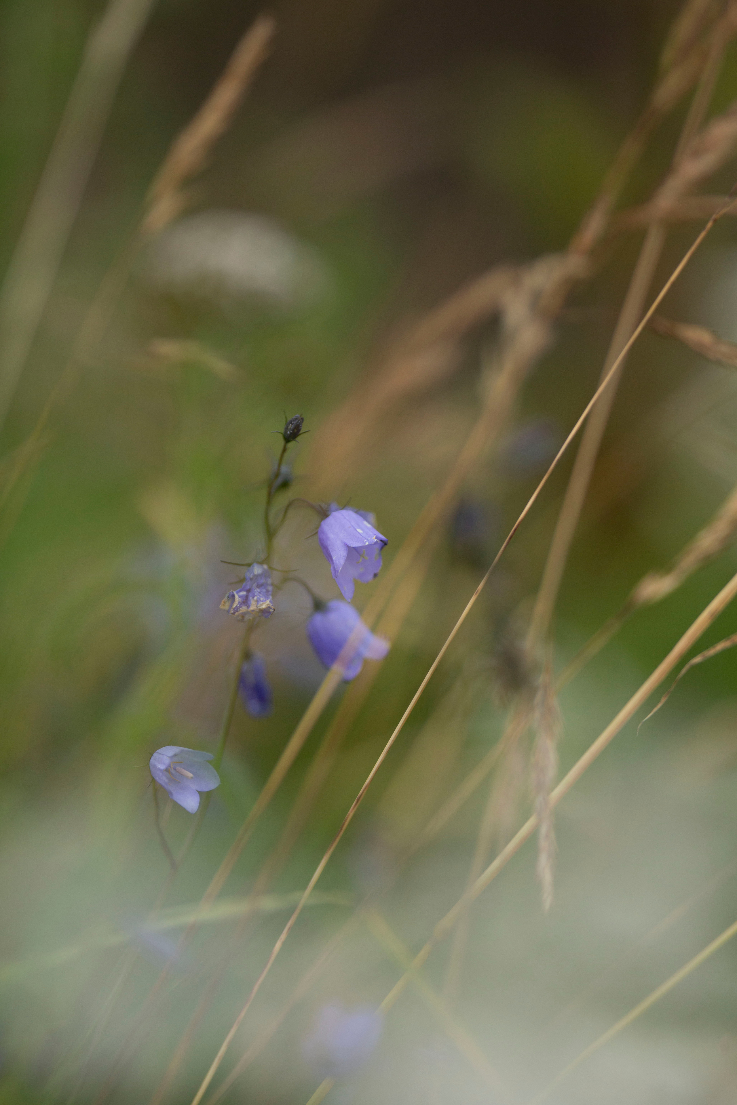 Rafaella. Family and real state photographer in Haugesund Dina Vikra