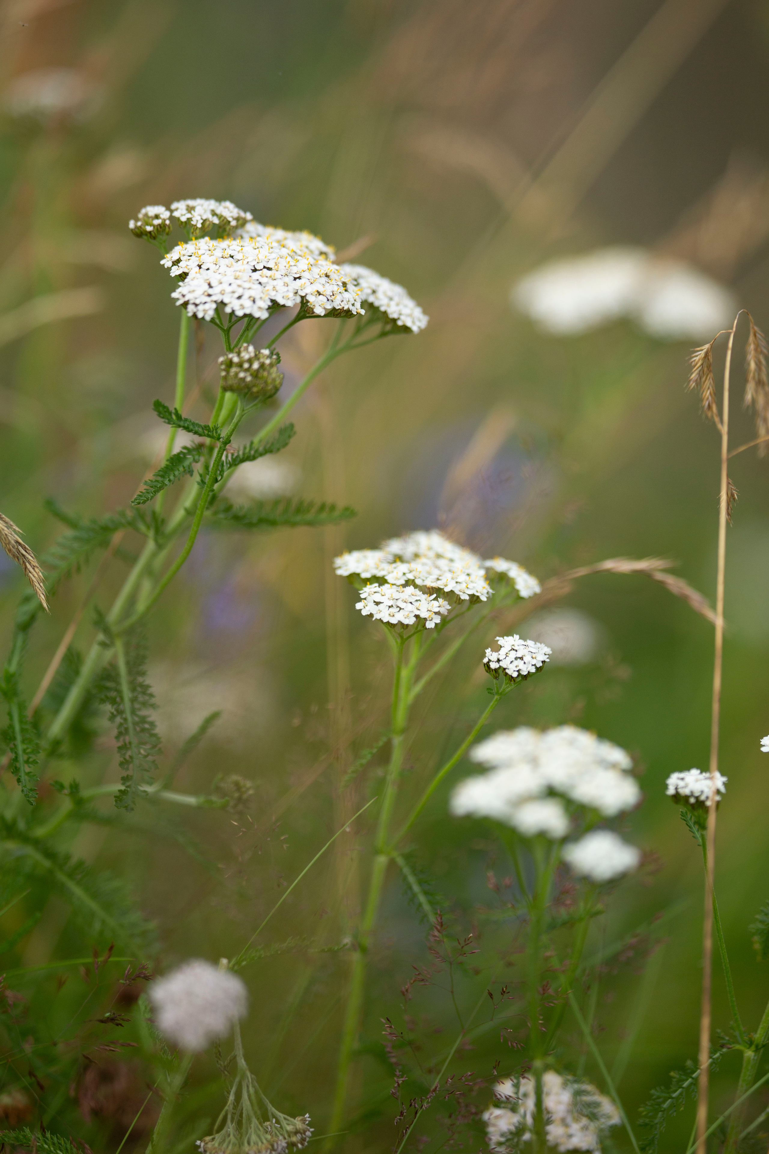Rafaella. Family and real state photographer in Haugesund Dina Vikra