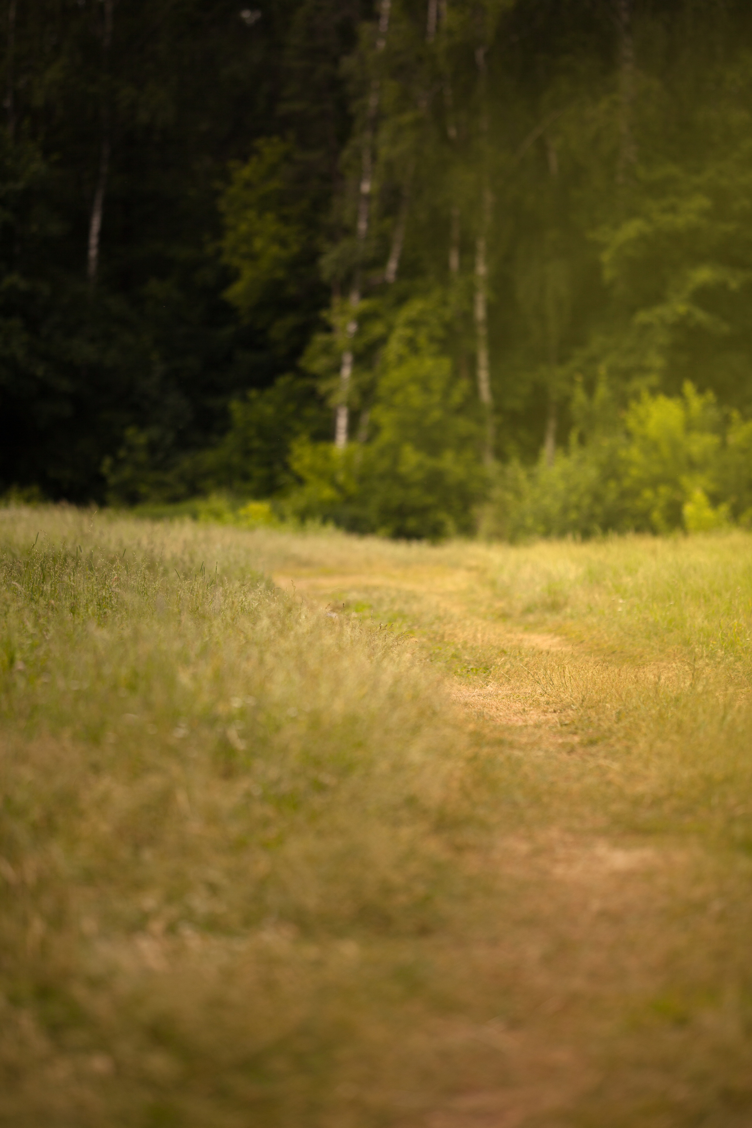 Rural. Family and real state photographer in Haugesund Dina Vikra