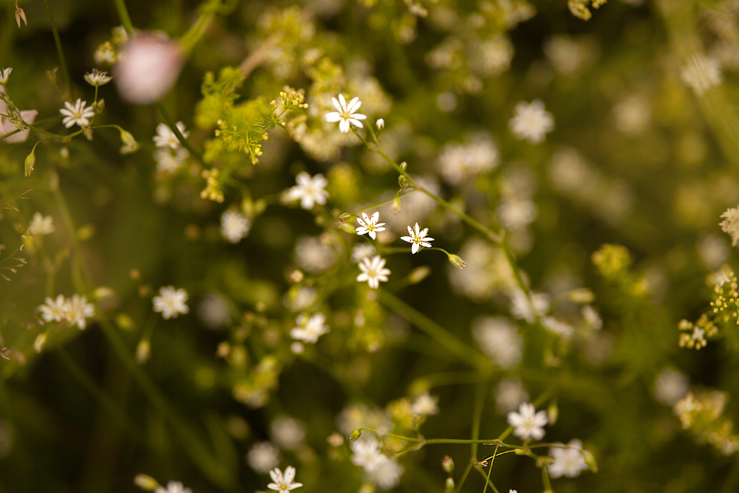 Rural. Family and real state photographer in Haugesund Dina Vikra