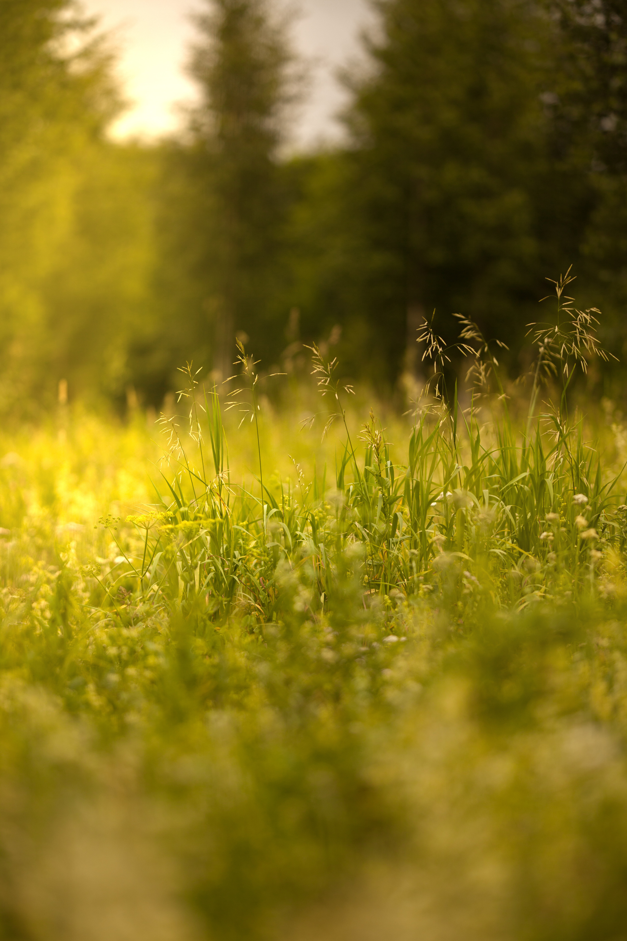 Rural. Family and real state photographer in Haugesund Dina Vikra