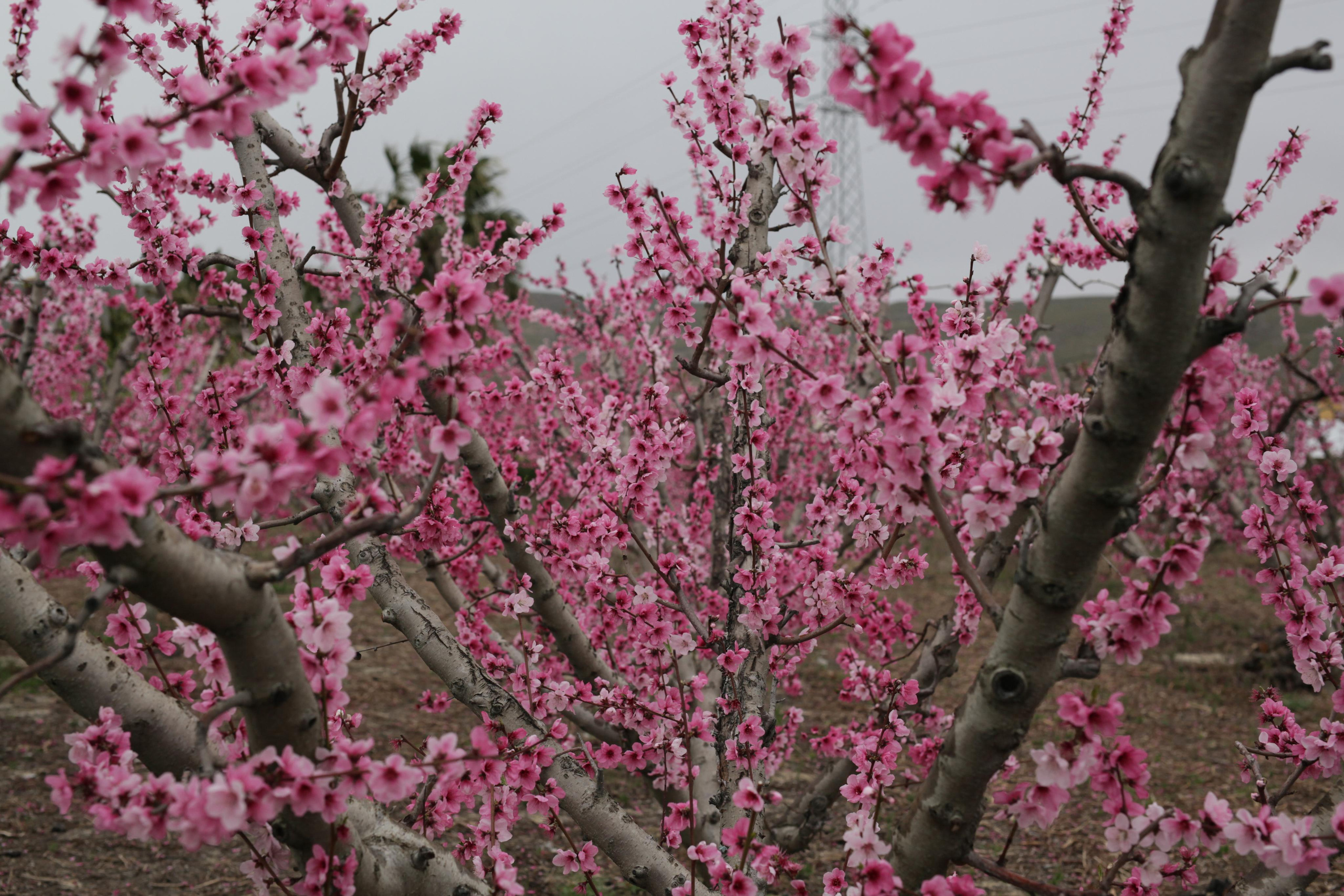 Pink. Family and real state photographer in Haugesund Dina Vikra