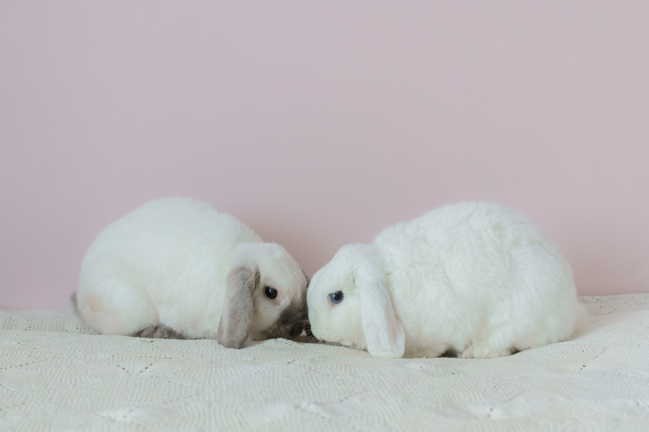 Lemmikkieläinkuvaus