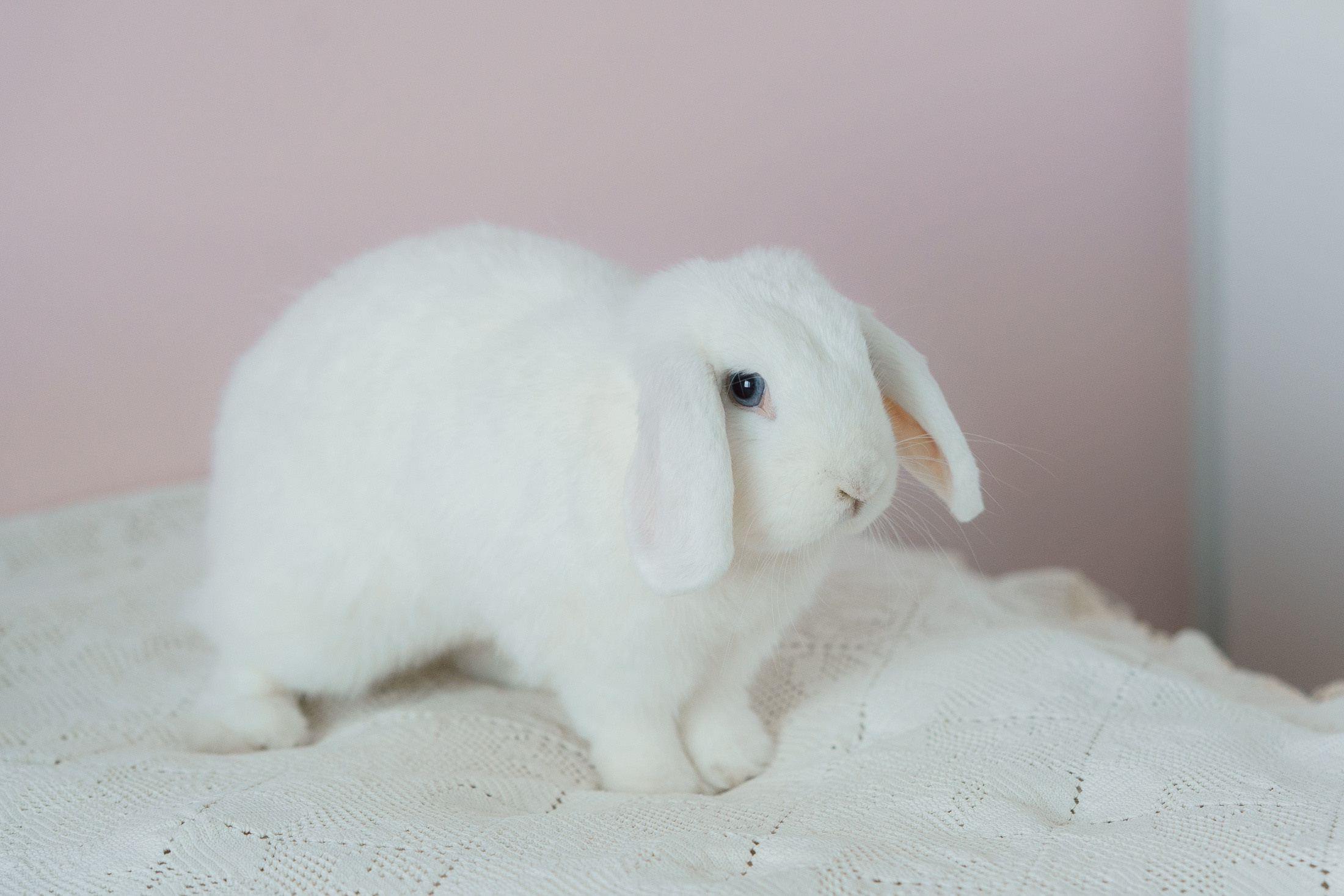 Lemmikkieläinkuvaus