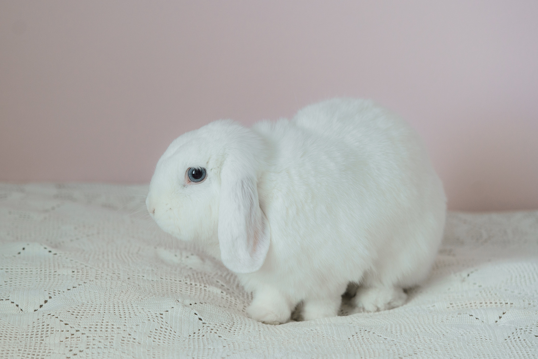 Lemmikkieläinkuvaus