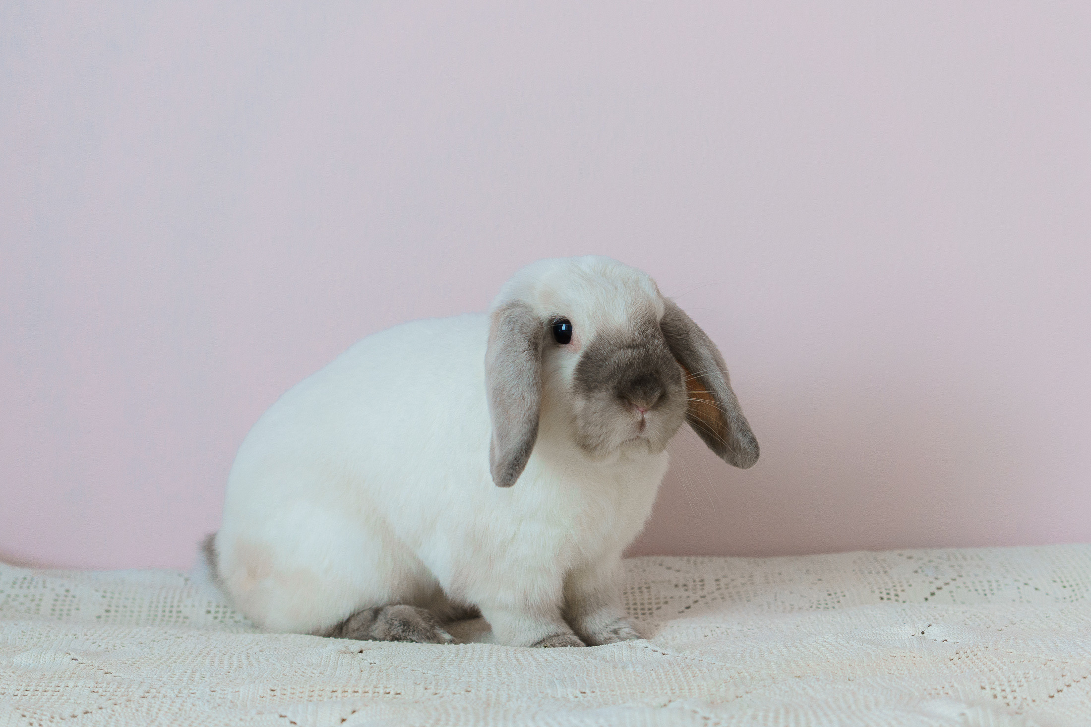 Lemmikkieläinkuvaus