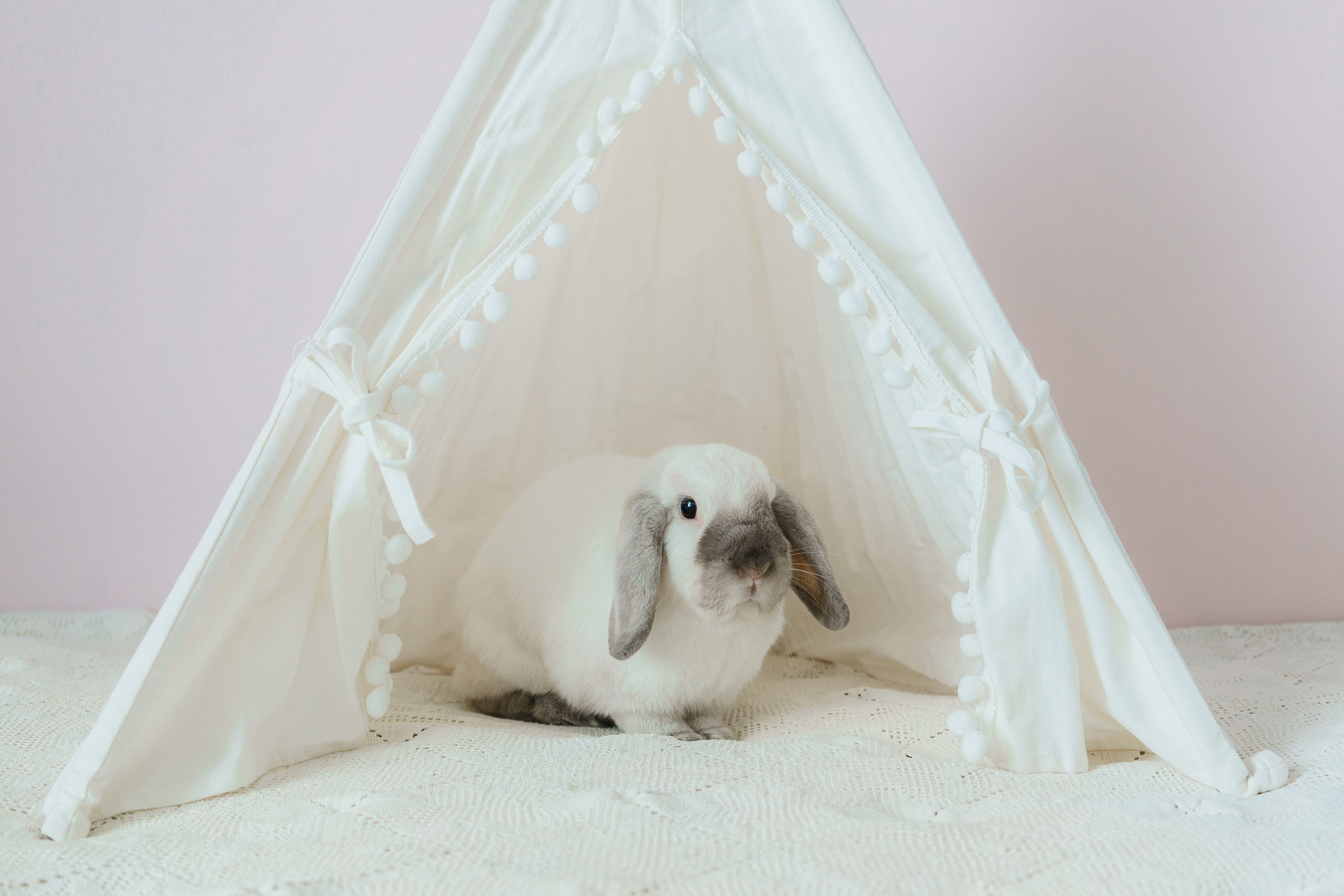 Lemmikkieläinkuvaus