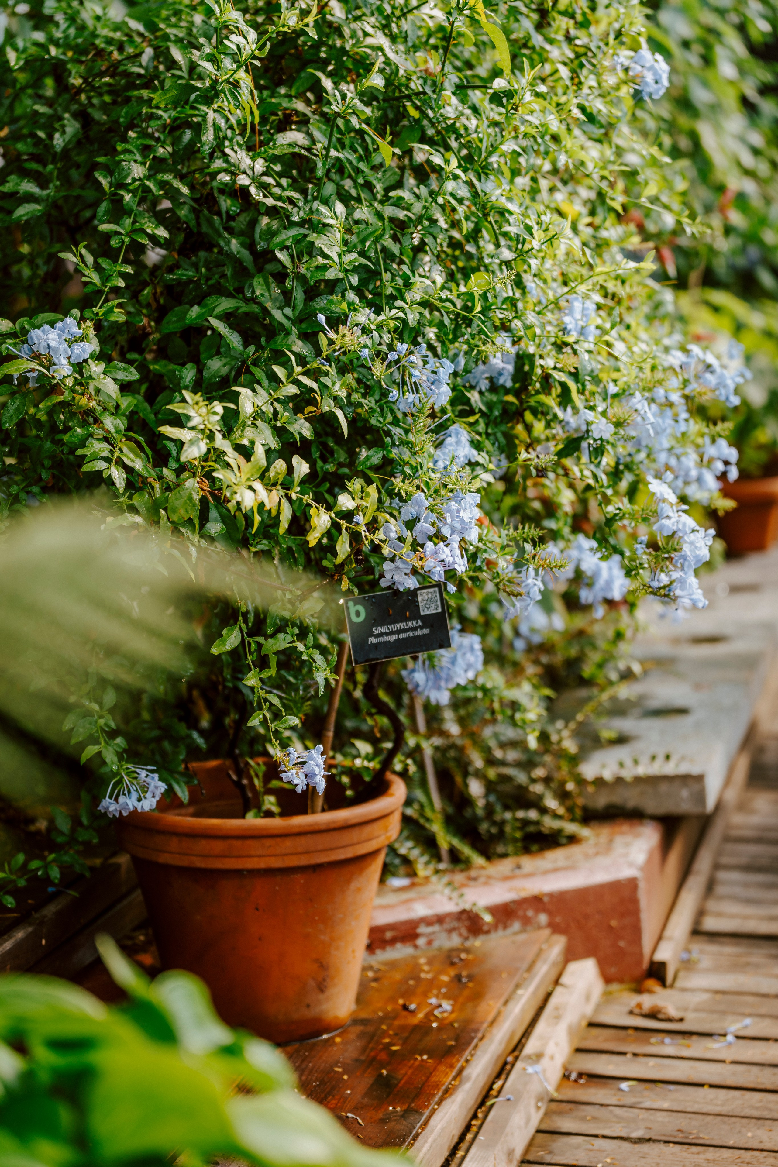 Gallery. Natasha Shakh