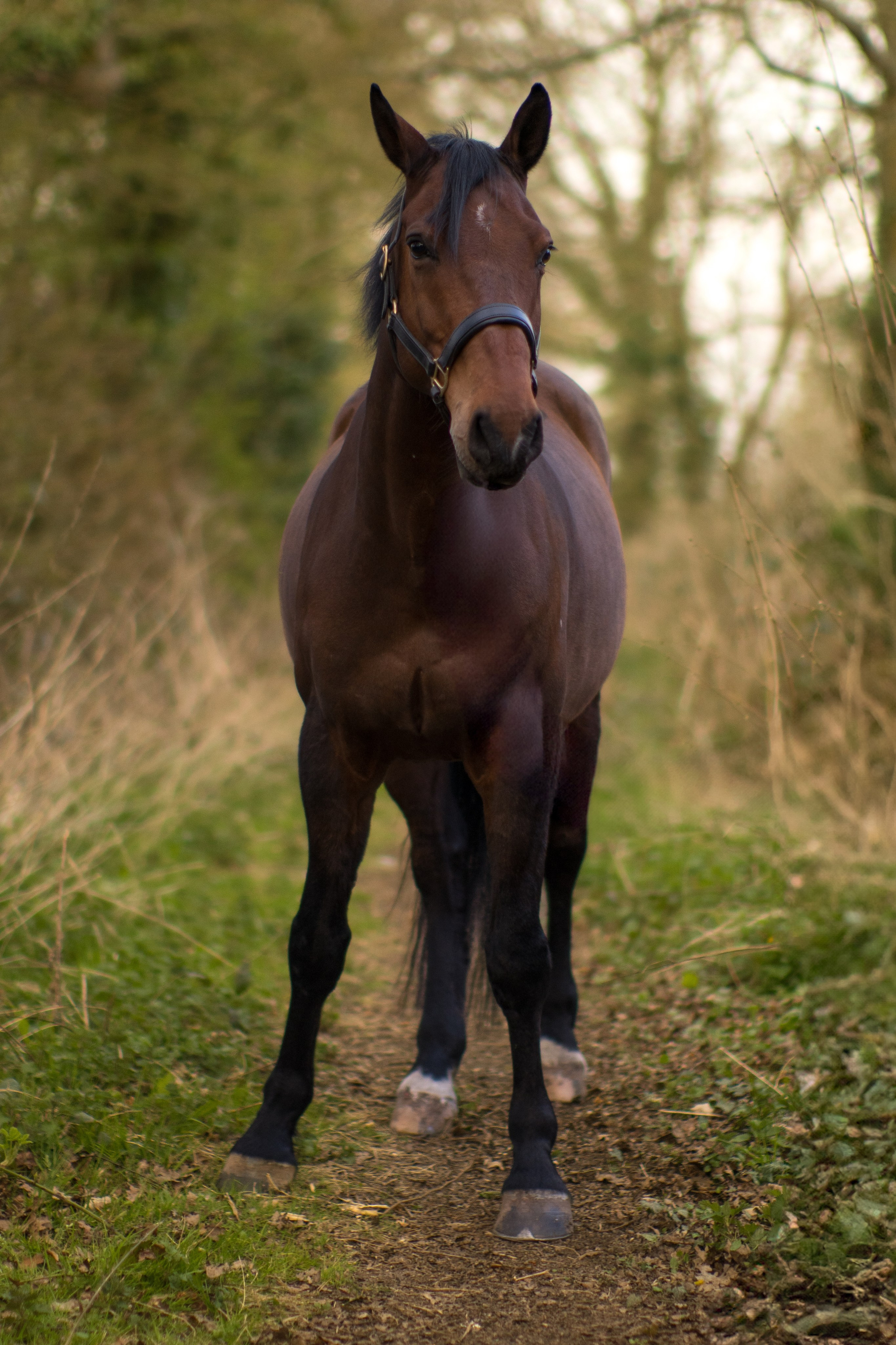 Strong posture of a bay horse standing in an open field during equine shoot