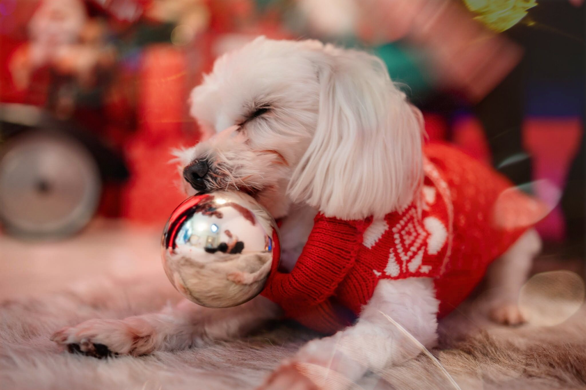 Sedinta Craciun Alexandrina