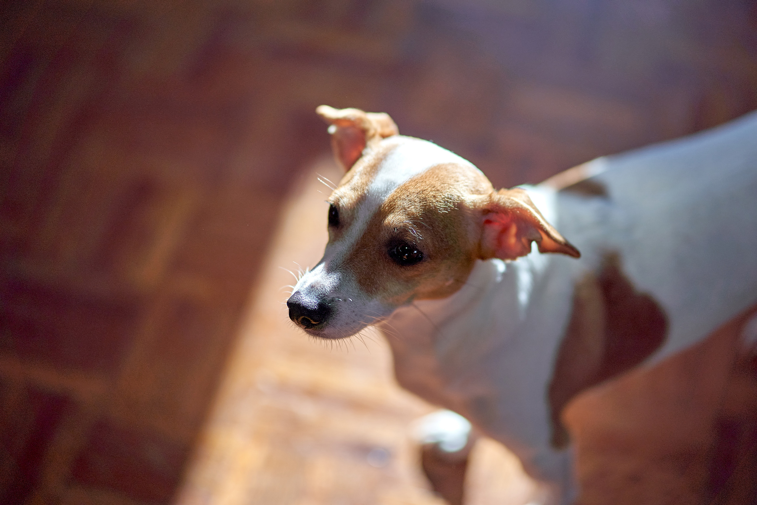 casamento свадьба