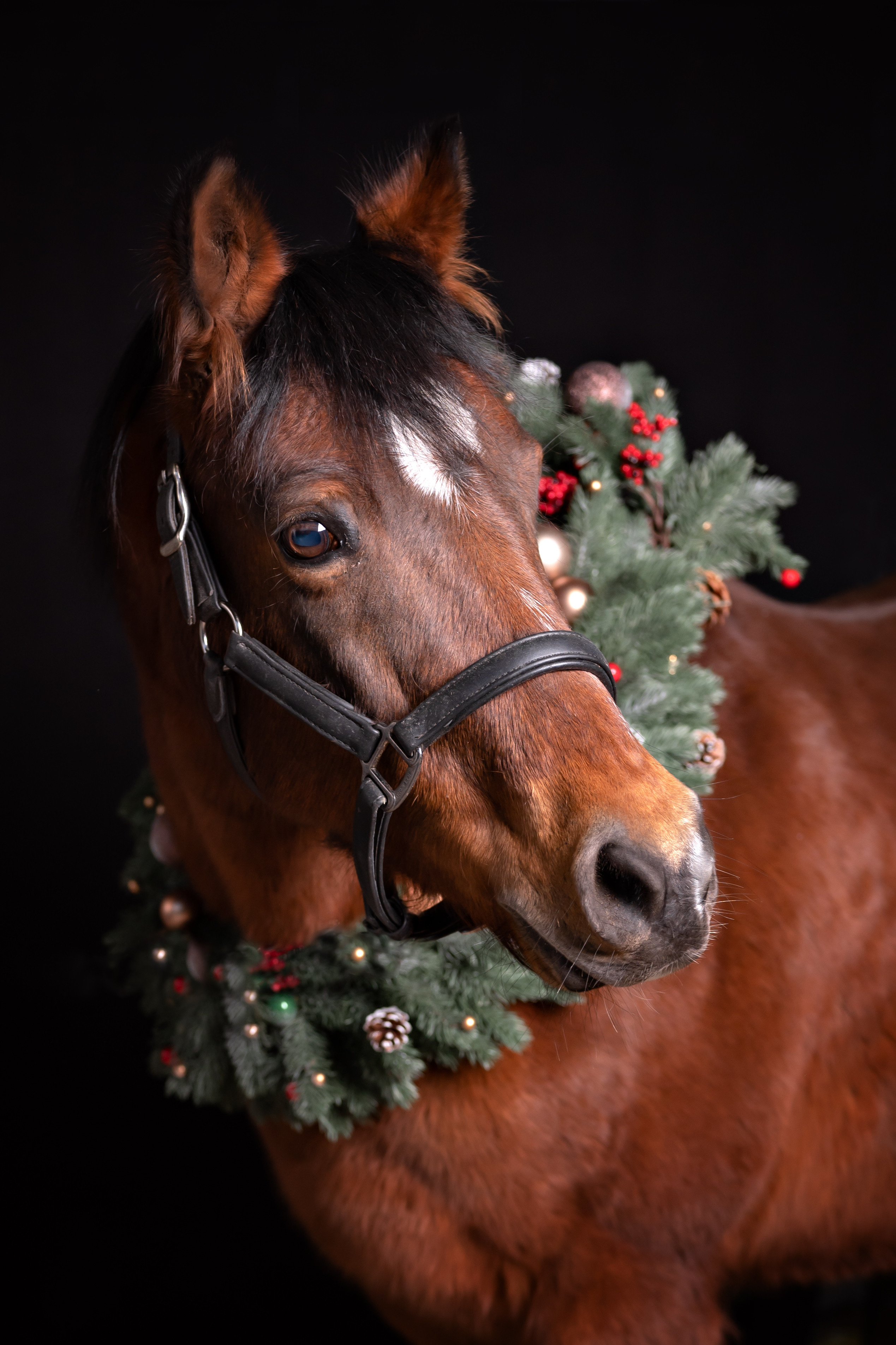 Tiere. Kinder- & Familienfotograf in Gaildorf und Umgebung Valentina Vogel