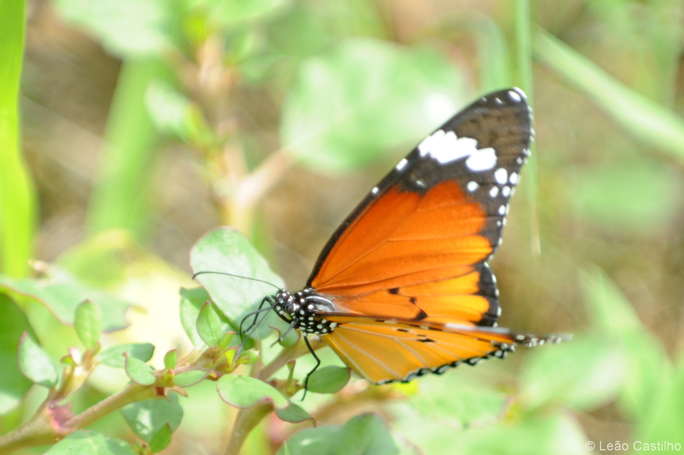 Photos of animals. Simbahalu