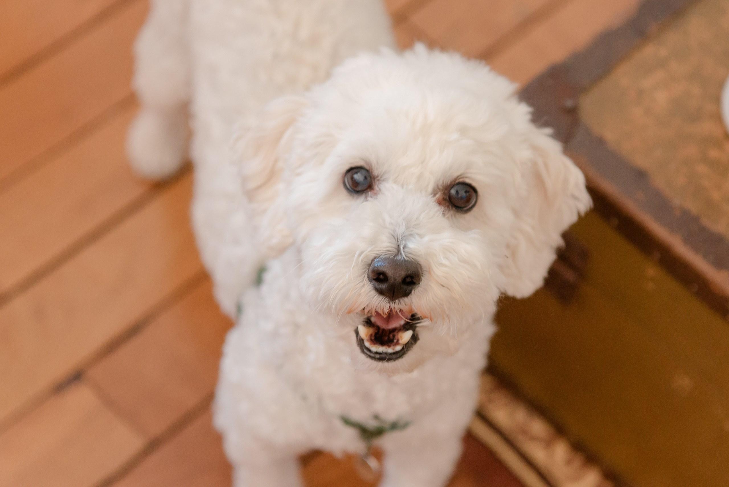 Le meilleur photographe à Nice, Cannes, Monaco. MARIA VALUEVA Photographer in Nice, Cannes, Monaco, France, Europe, Istanbulm Turquie
