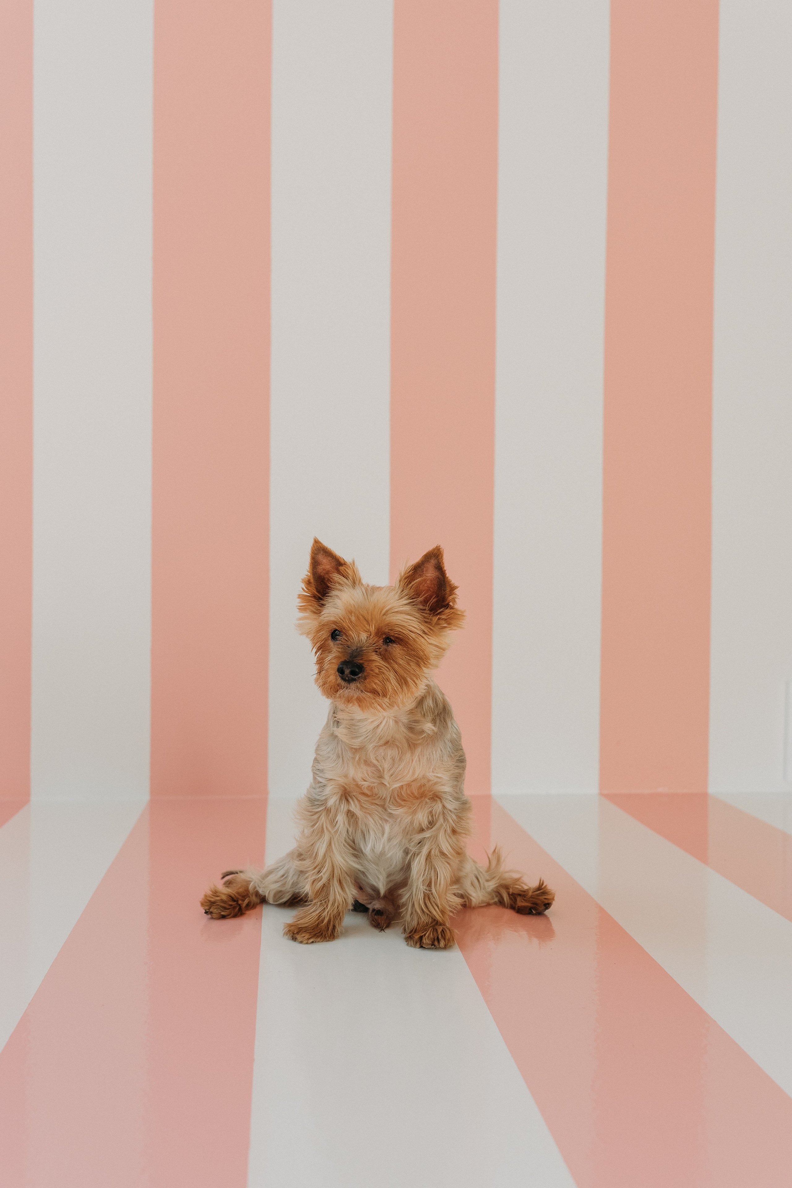 Wallun perhe. Wedding and portrait photographer in Helsinki Vickan O