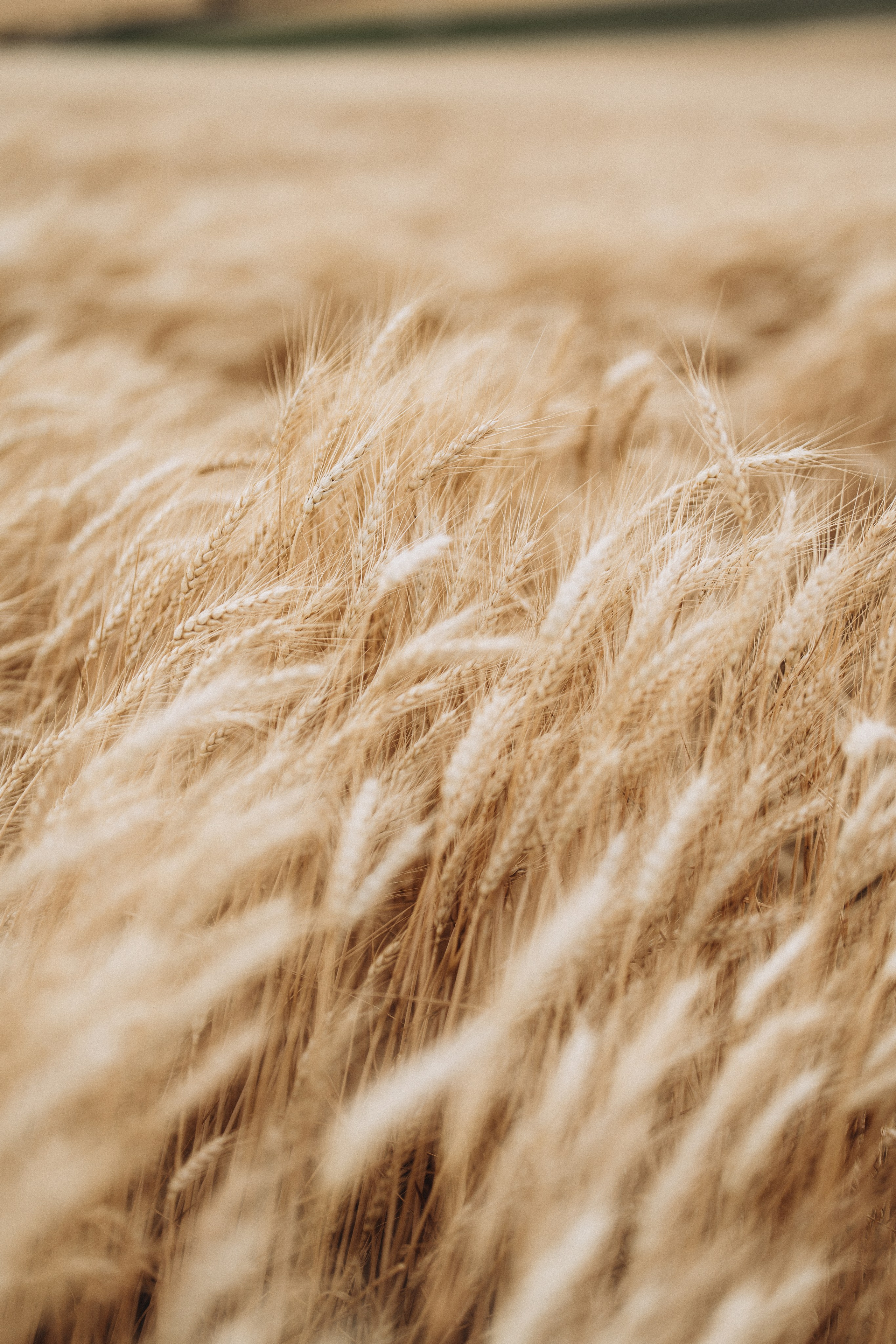 LOVE. Семейный, детский и женский фотограф в Германии, Трире