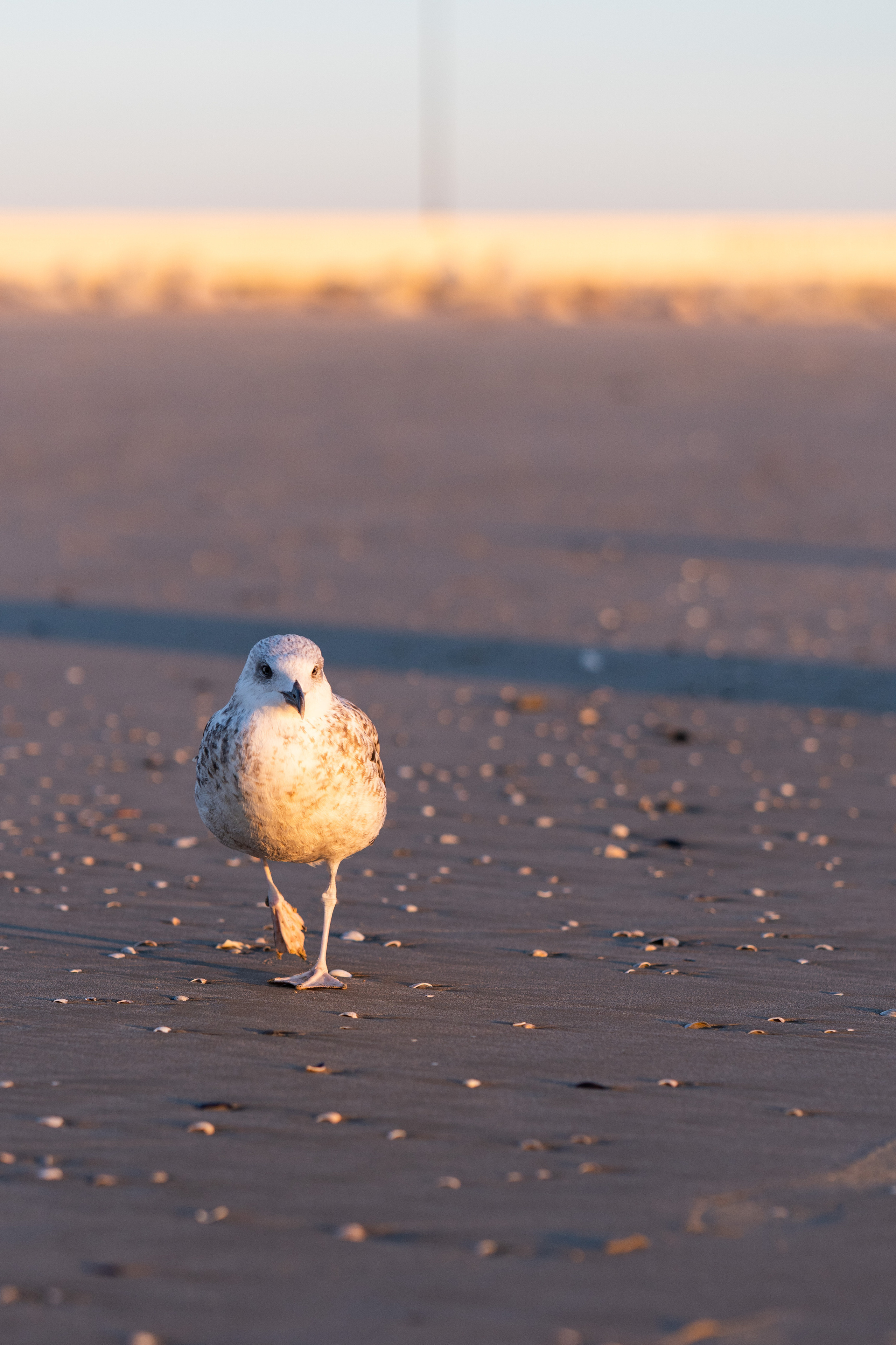 Mirko & Sofia. Wedding photographer Natalia