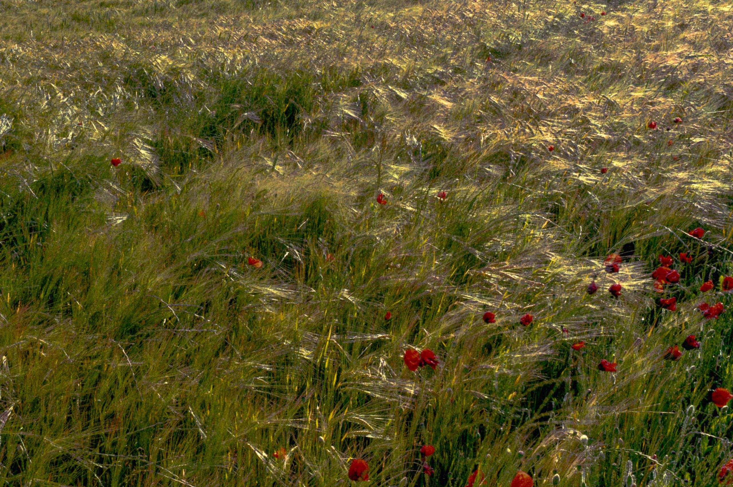 Video Art & Editing by Marina Kálcheva — Barcelona Videographer. Marina Kálcheva — Photographer, Videographer & Visual Artist in Barcelona