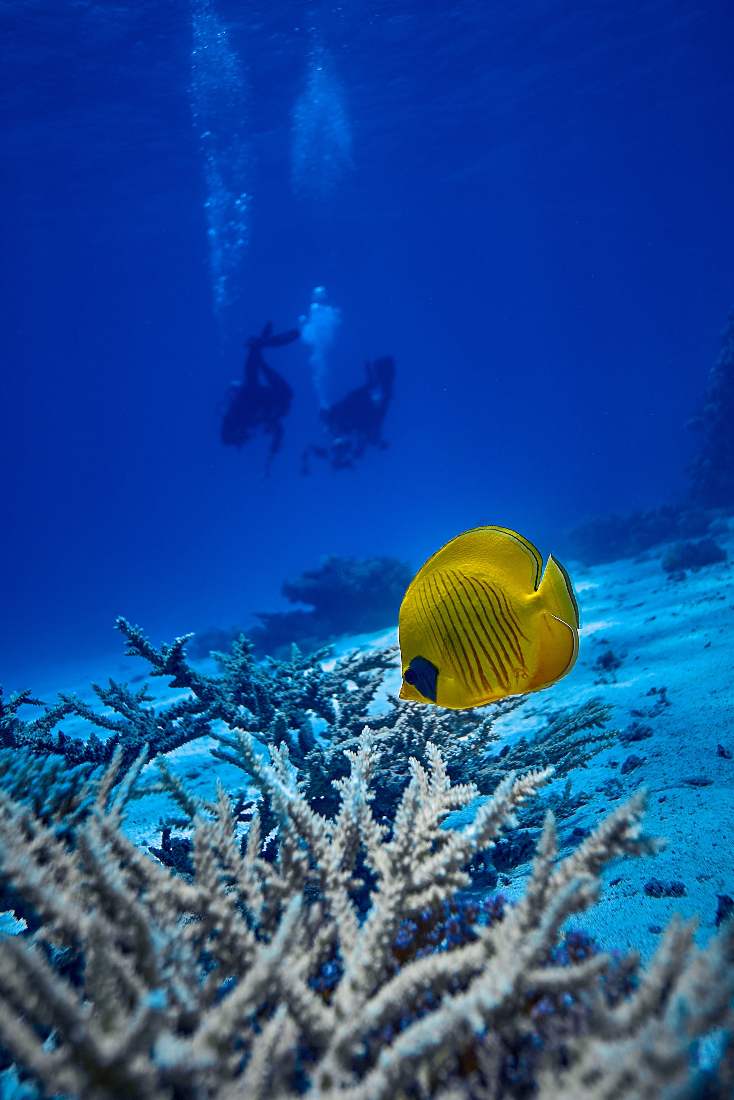 Fotograf podwodny Andriej Szypiłow - Fauna i flora Czerwonego i Adriatyckiego Mórz. Andriej Szypilow - Fotografia & Wideografia