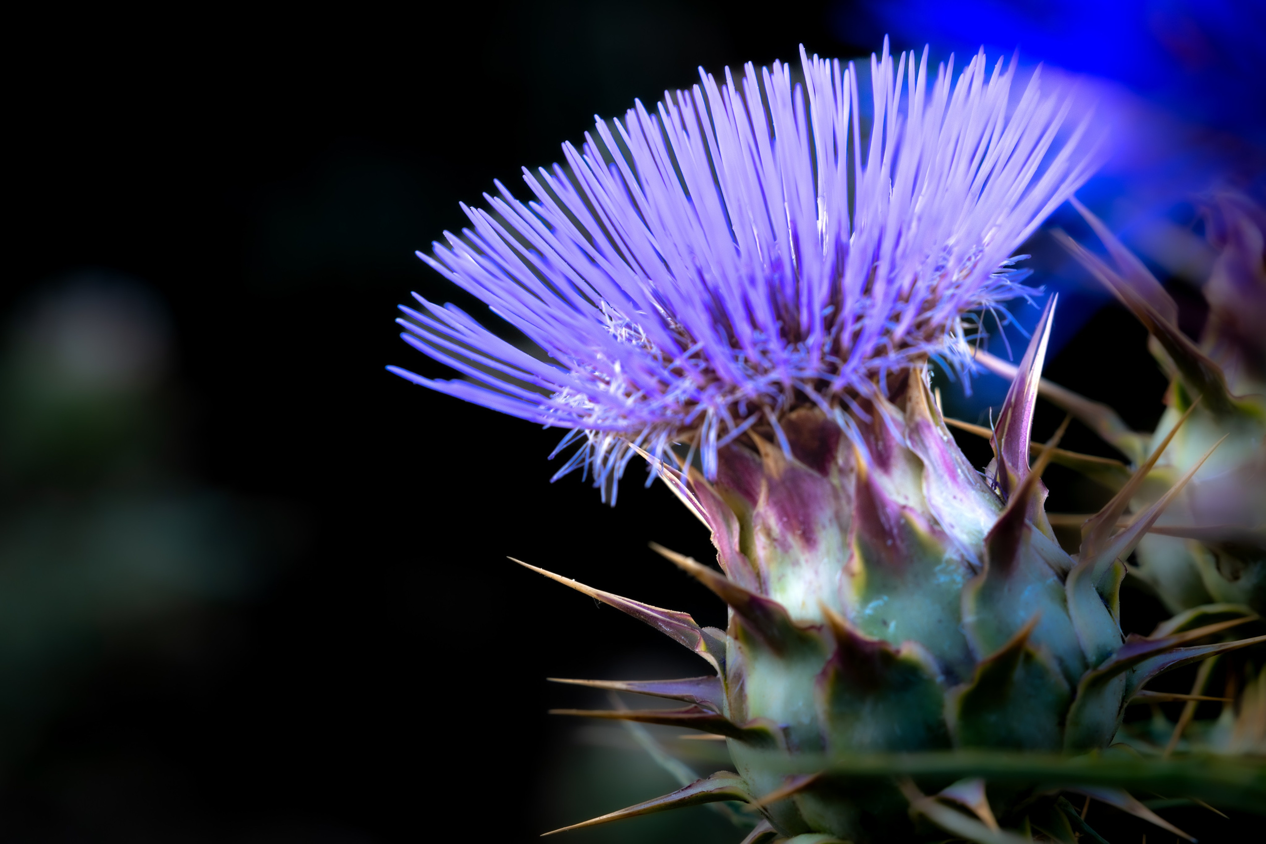 Macro Photography. Hi, my name is Eric T and I am Iris photographer