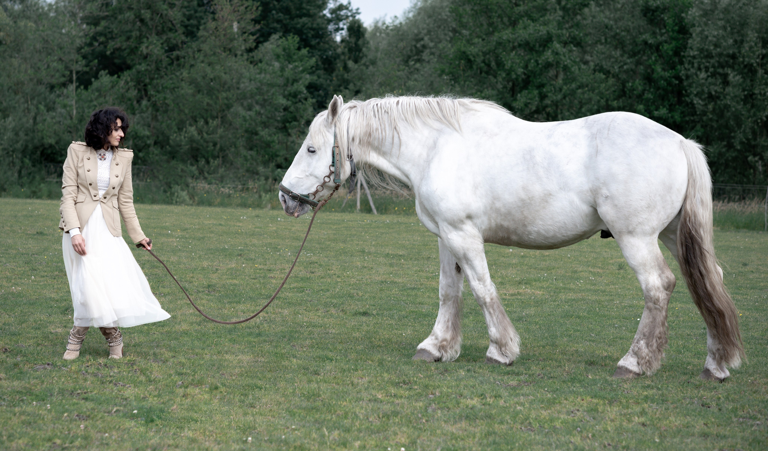 Photoshoot with Horses. Professional Photograher, Antwerpen/Belgium