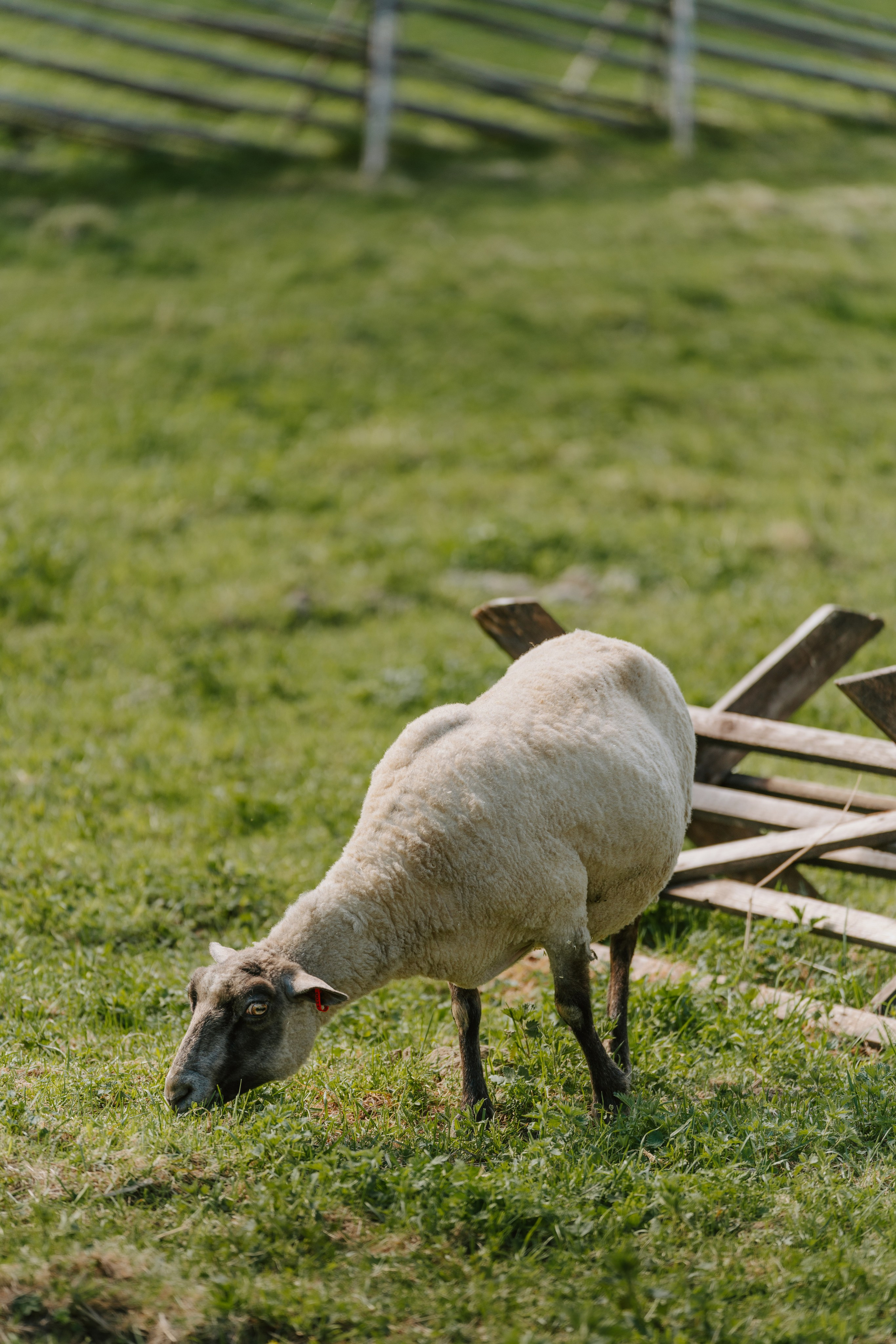 Sinkkolan kotieläinpiha