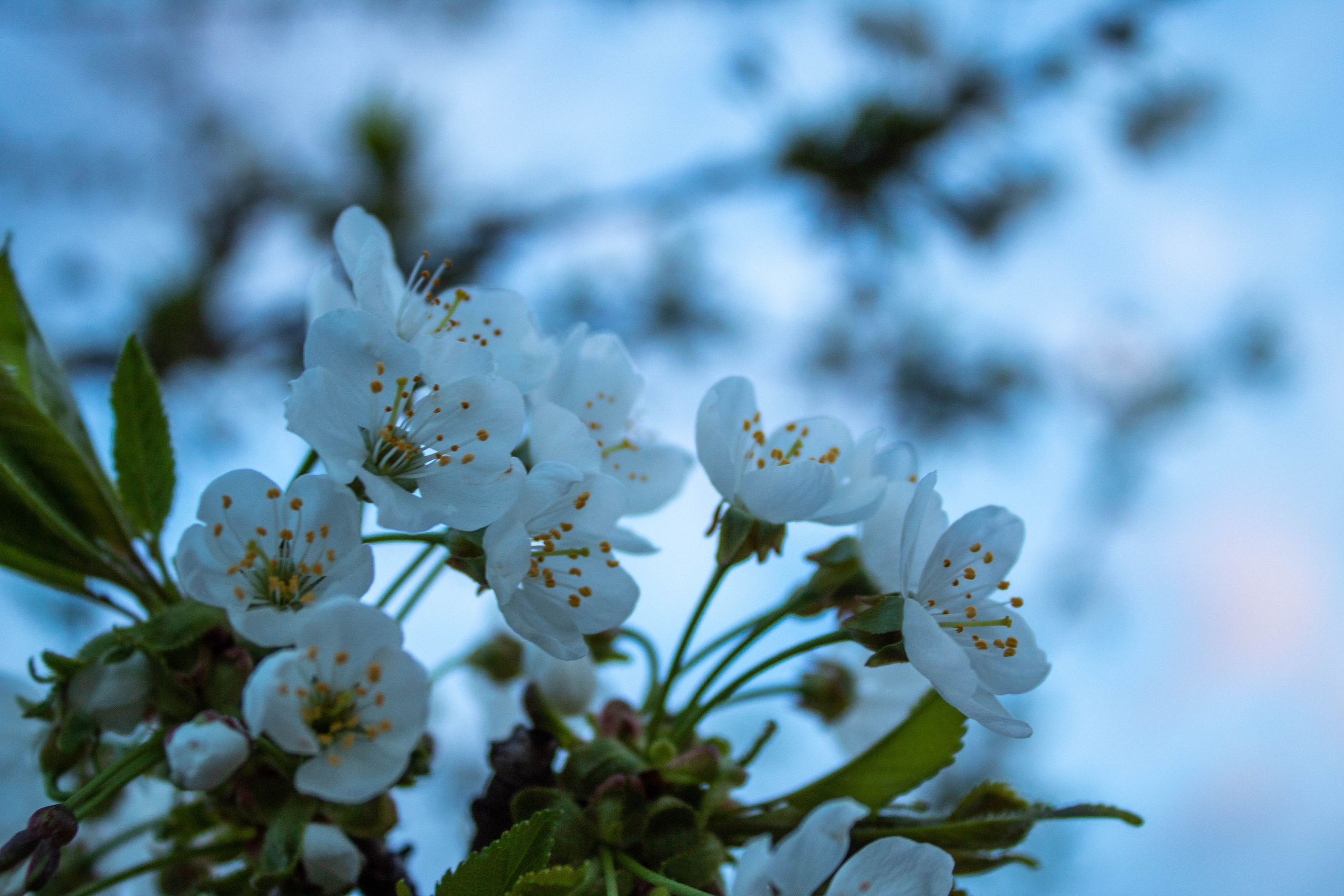Branch with white spring blossoms against a clear blue sky.