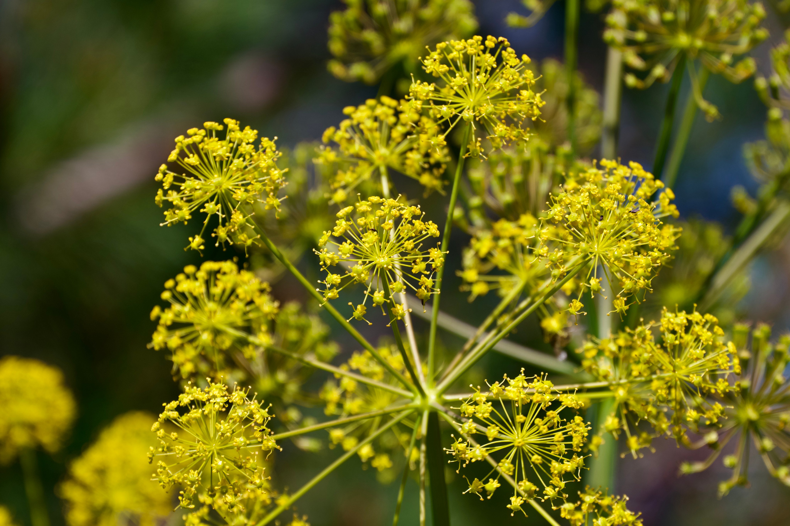 Macro Photography. Hi, my name is Eric T and I am Iris photographer