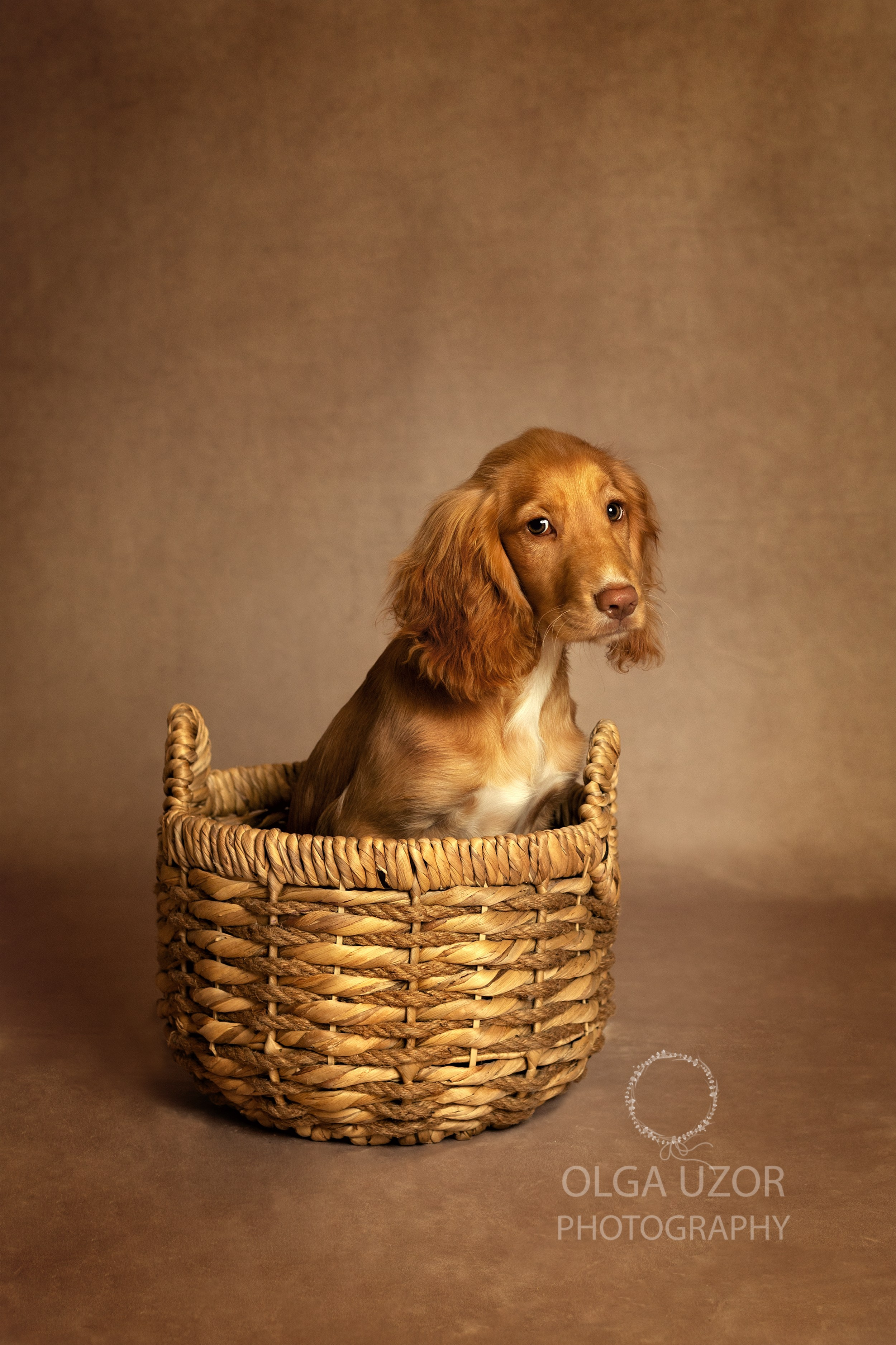 Pets photographer based in Stevenage, Hertfordshire. Stevenage, Hertfordshire family, maternity and newborn photographer