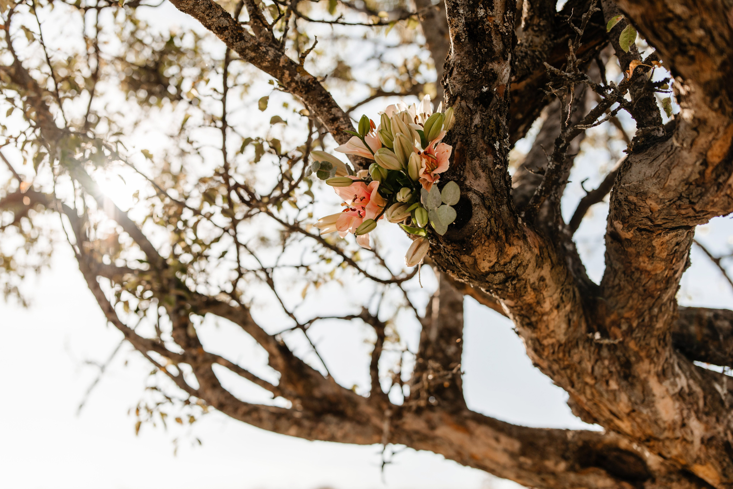 Radu Rahovan Fotograf de nuntǎ Cluj - After Wedding Photoshoot