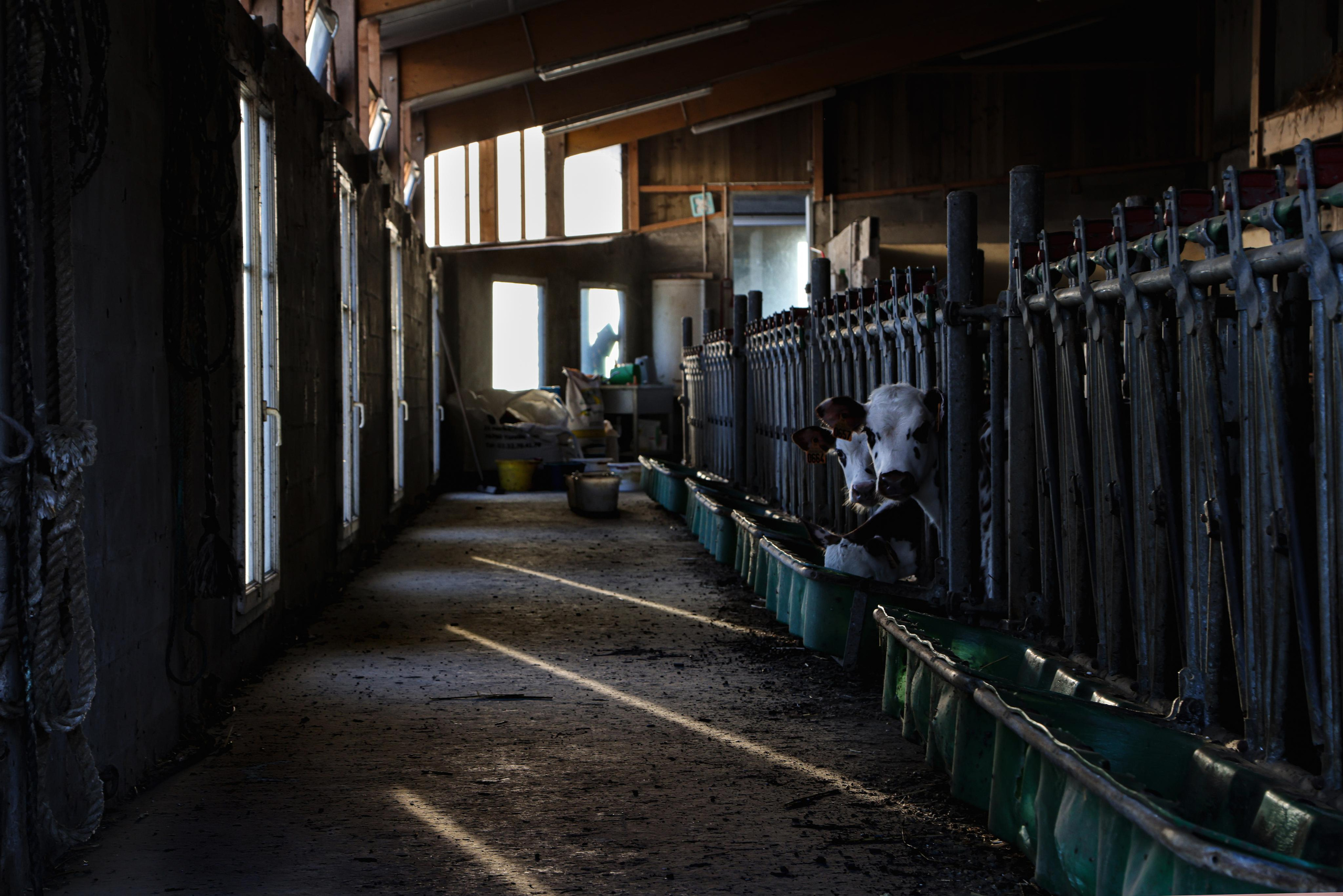 La Ferme. Natalia Bogdanovska. Films et photographie corporate en France