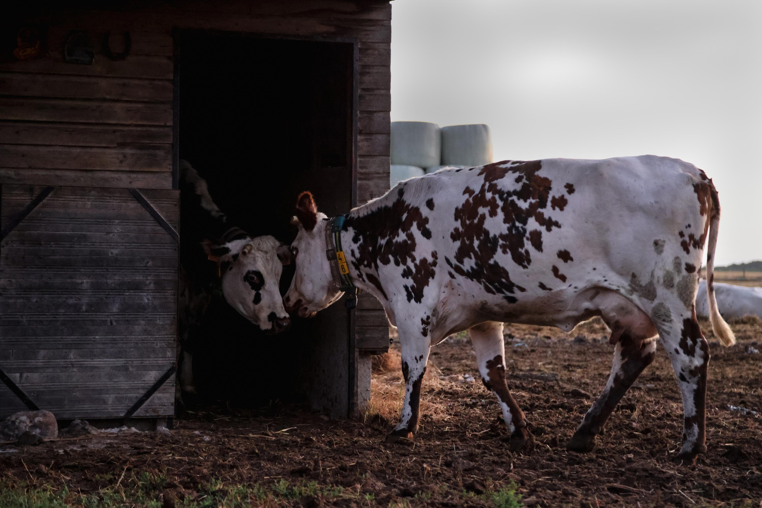 La Ferme. Natalia Bogdanovska. Films et photographie corporate en France