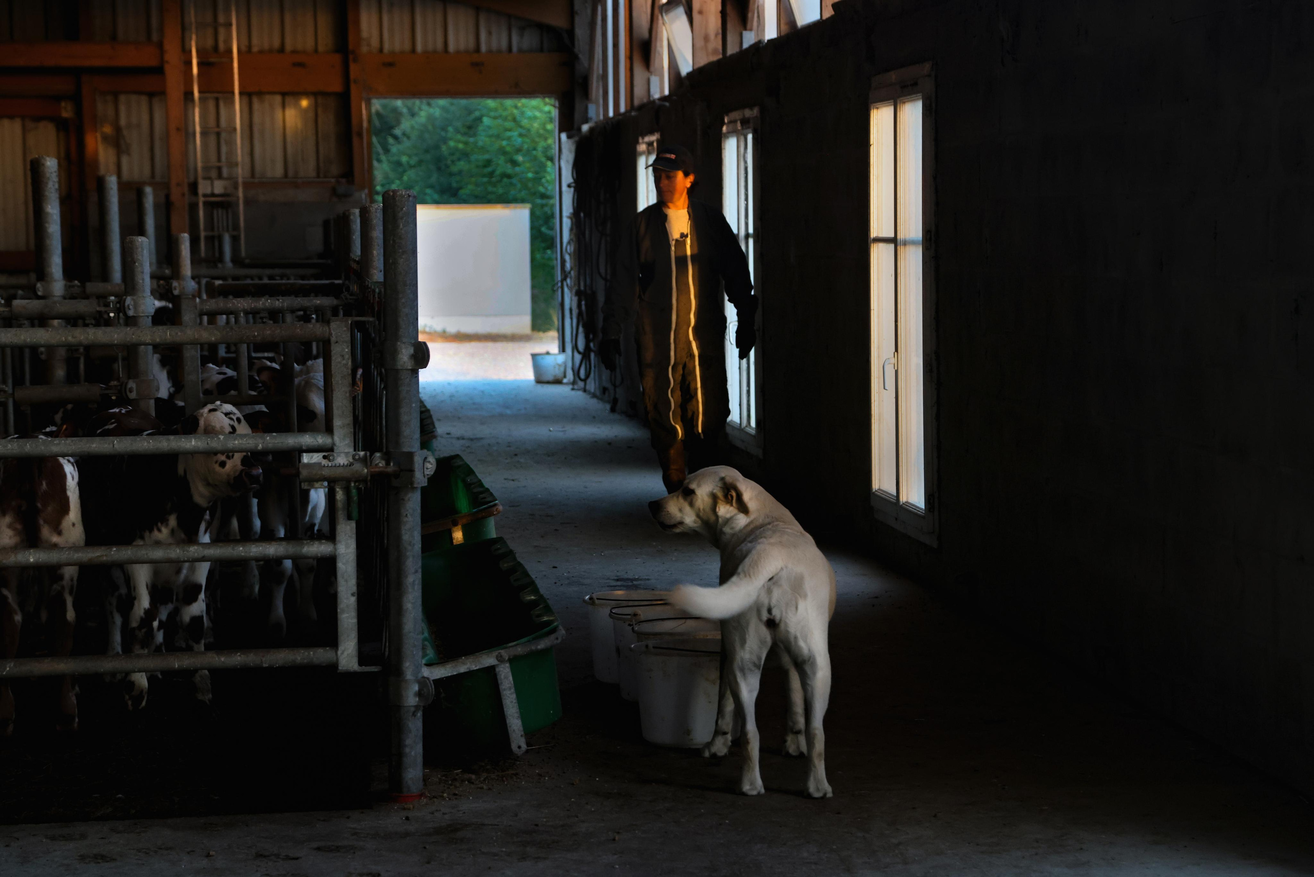 La ferme. Natalia Bogdanovska. Films et photographie corporate en France