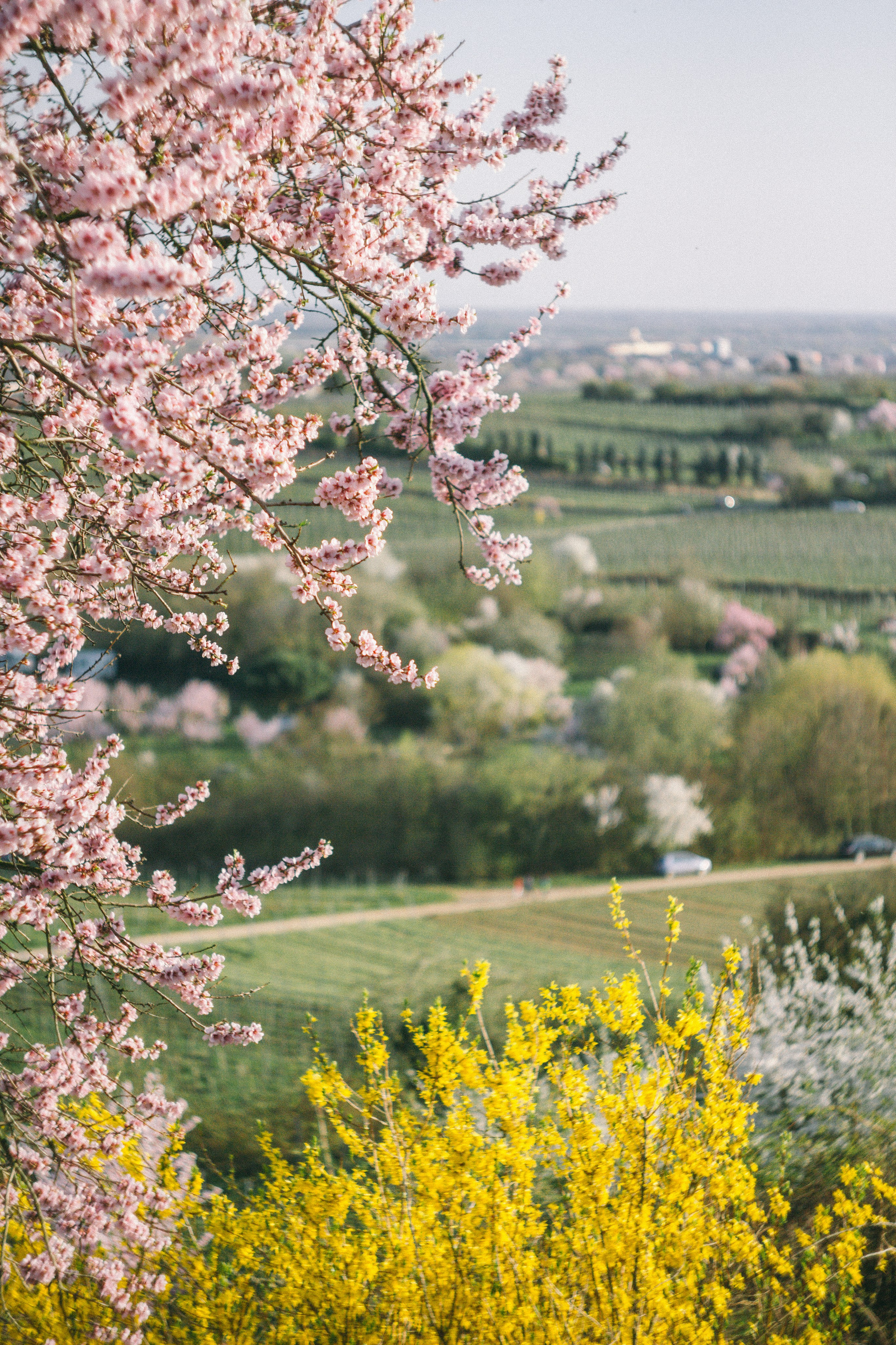 Цветущий миндаль в Пфальце. Фотограф в Германии — Мария Чистякова