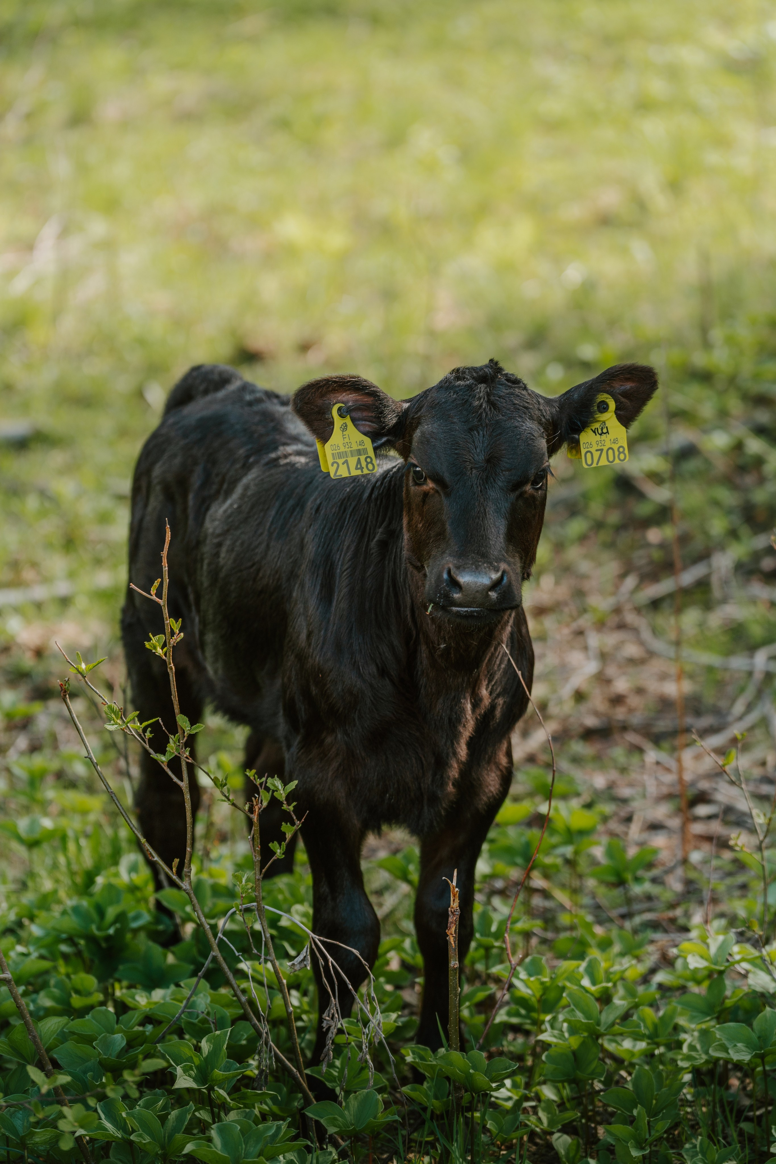 Sinkkolan kotieläinpiha