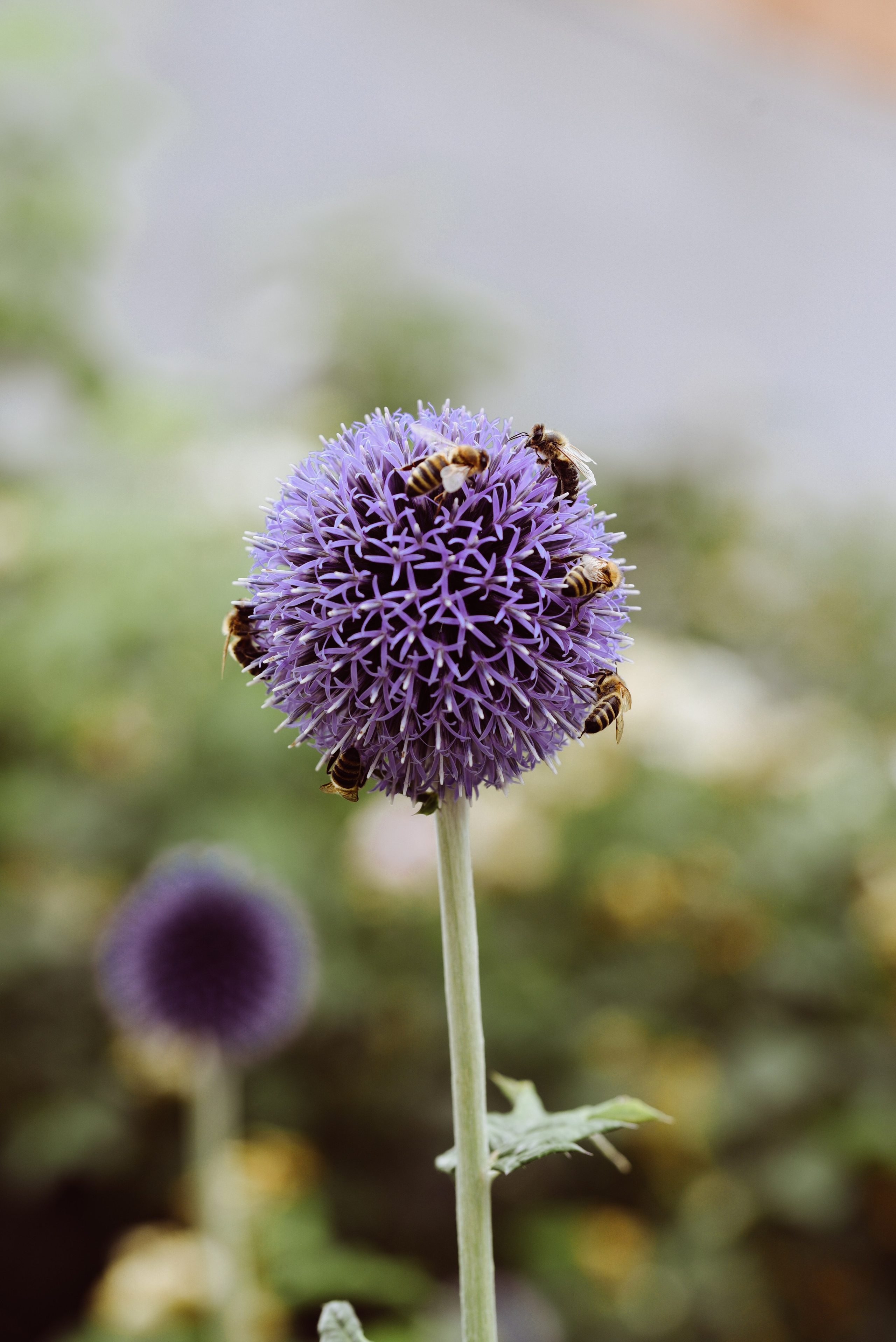 Kräutergarten Wipptal. Familienfotografin aus Sterzing Elena Muehlsteiger