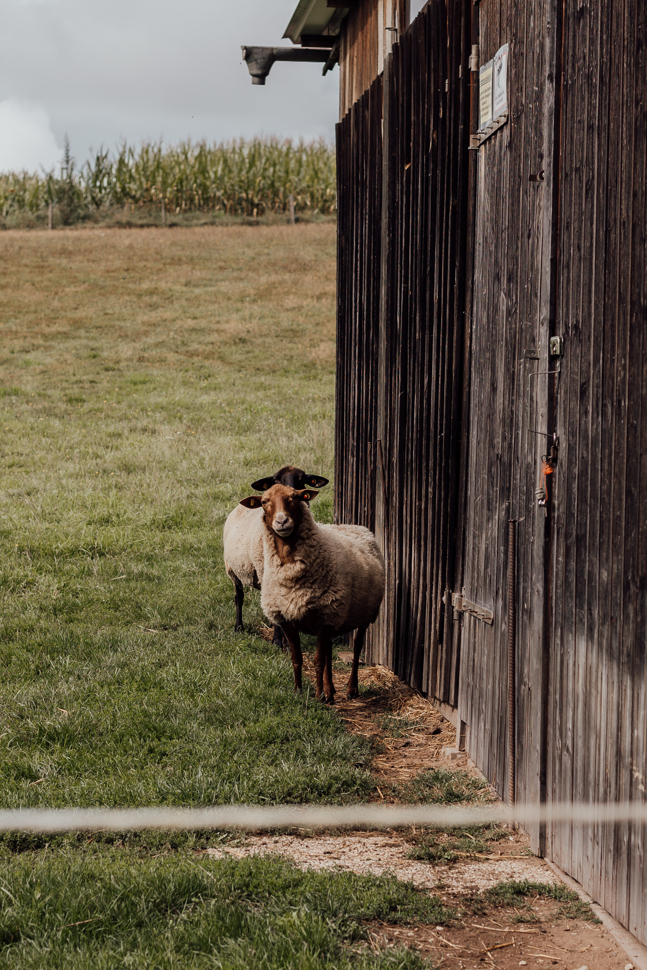LOVEBIRDS. Фотограф в Нюрнберге Ирина Менерт из Ансбаха