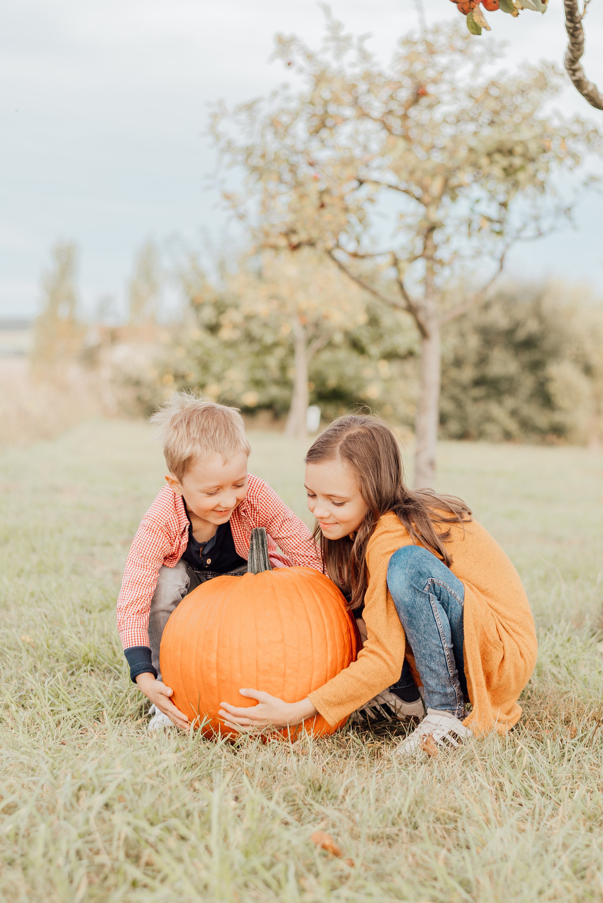 APPLE TREES. Photographer in Nuremberg Irina Mehnert from Ansbach