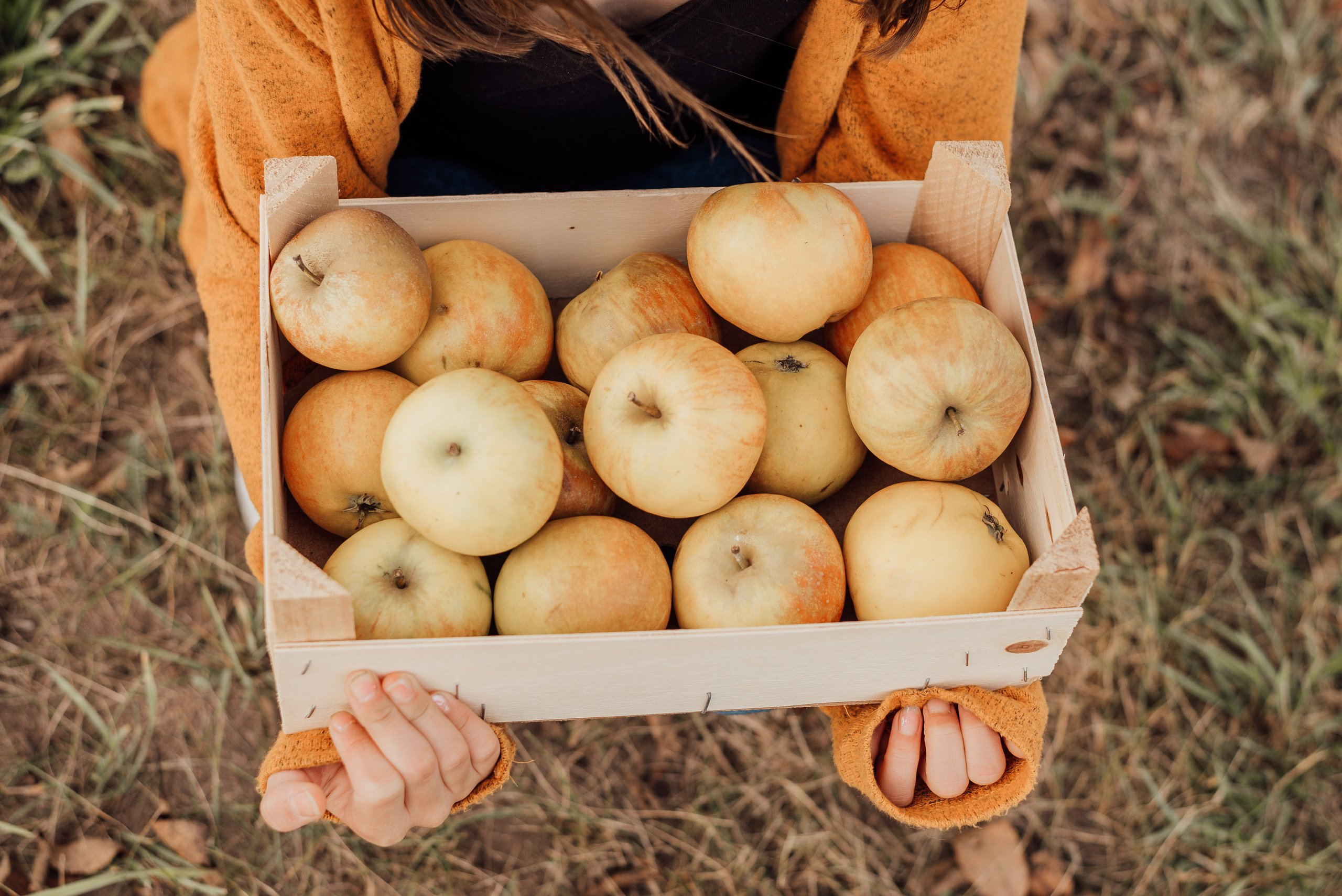 APPLE TREES. Photographer in Nuremberg Irina Mehnert from Ansbach